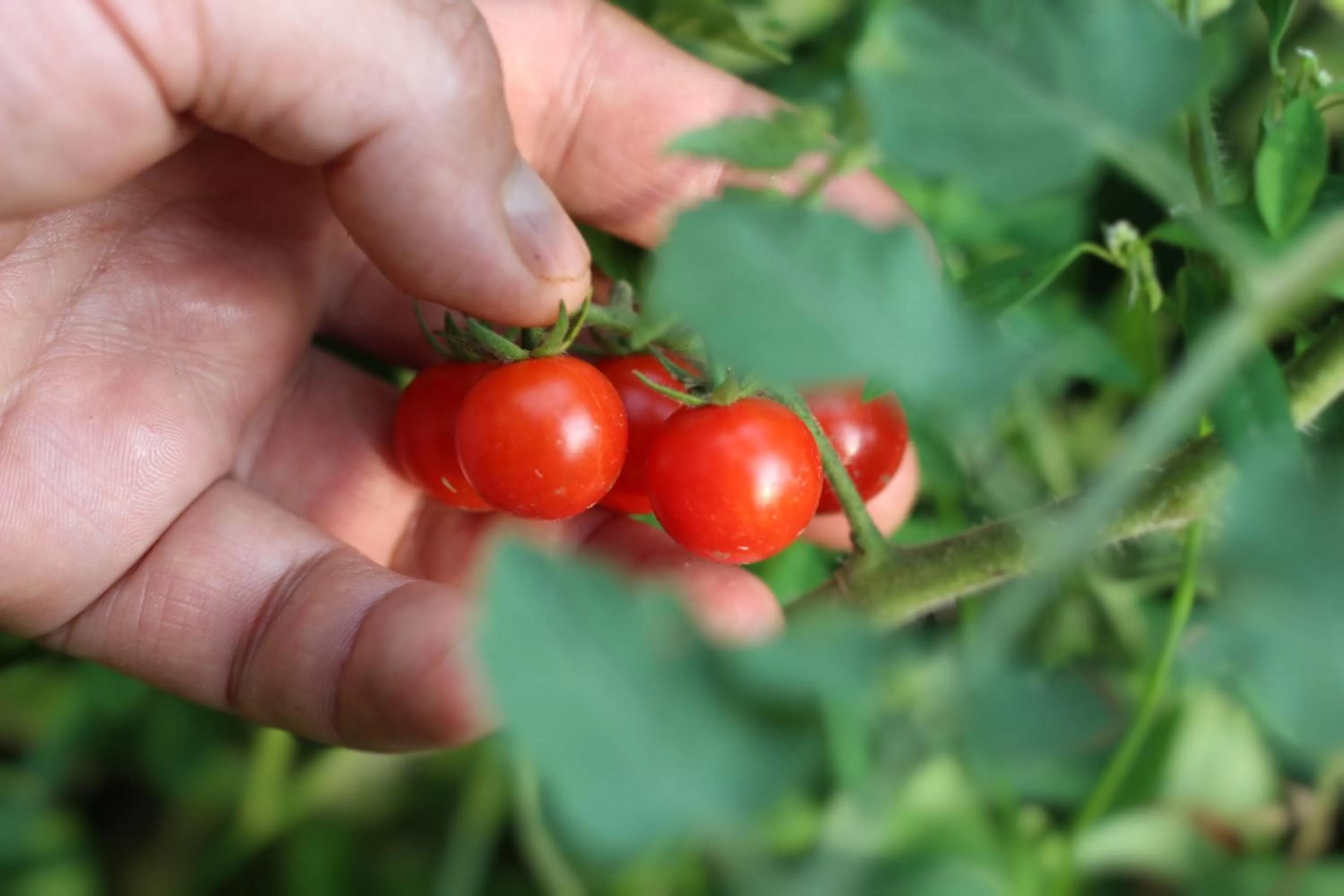 Garden in Valle Místico Hotel Boutique
