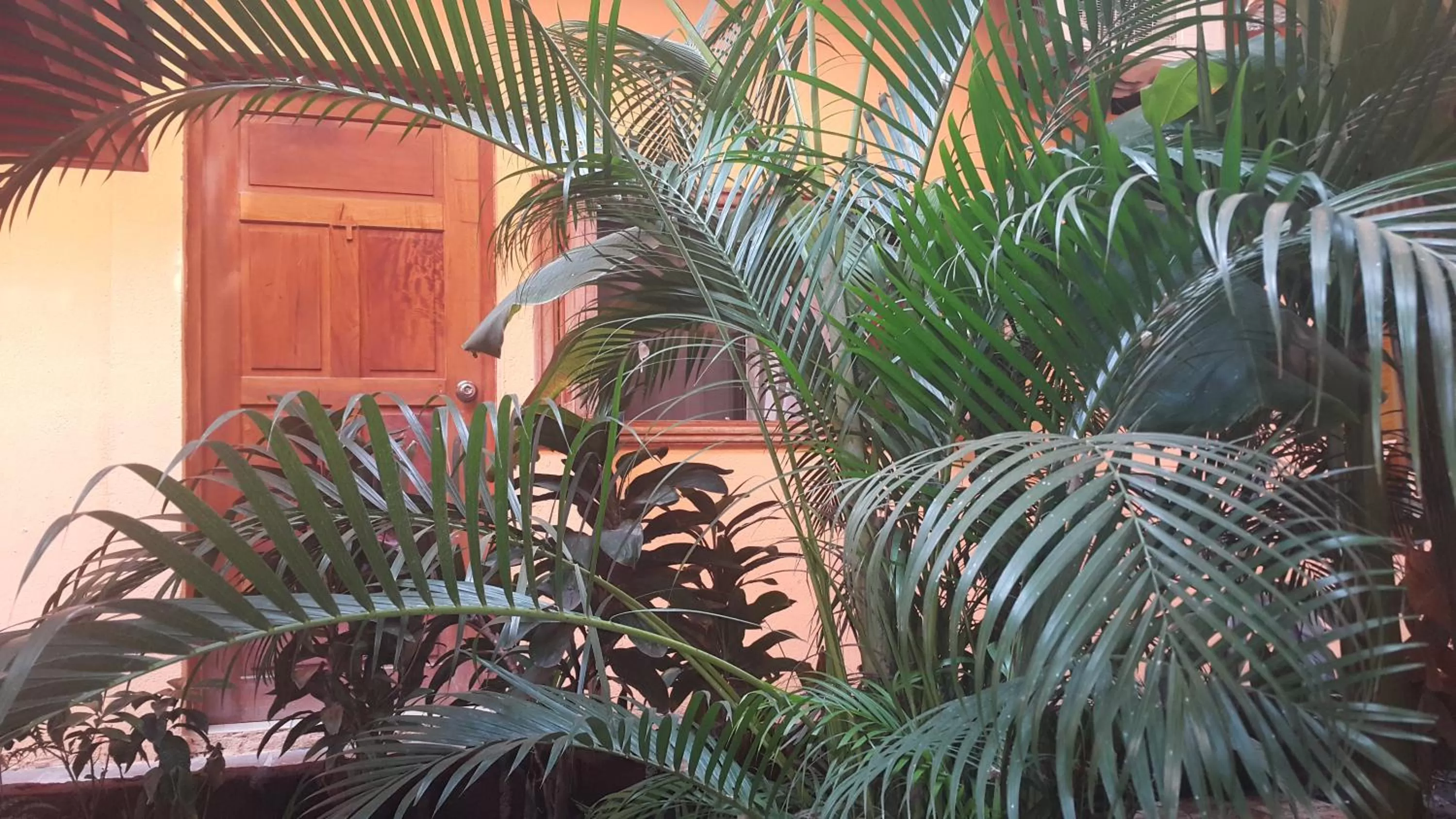 Garden view in Hotel El Maltese