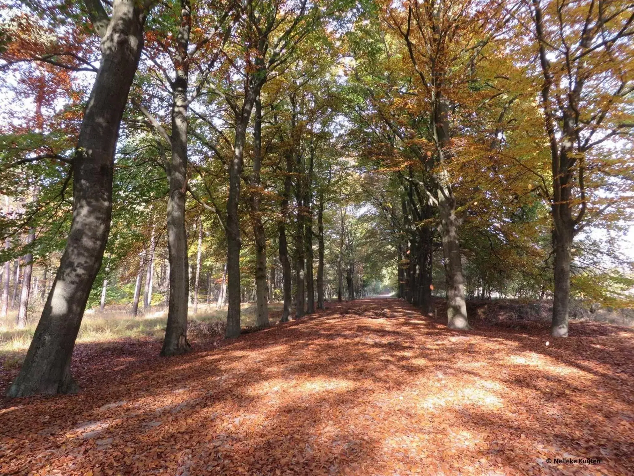 Natural landscape in BenB-Hollandsingel