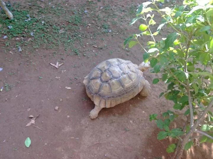 Animals in Sunrise Hotel