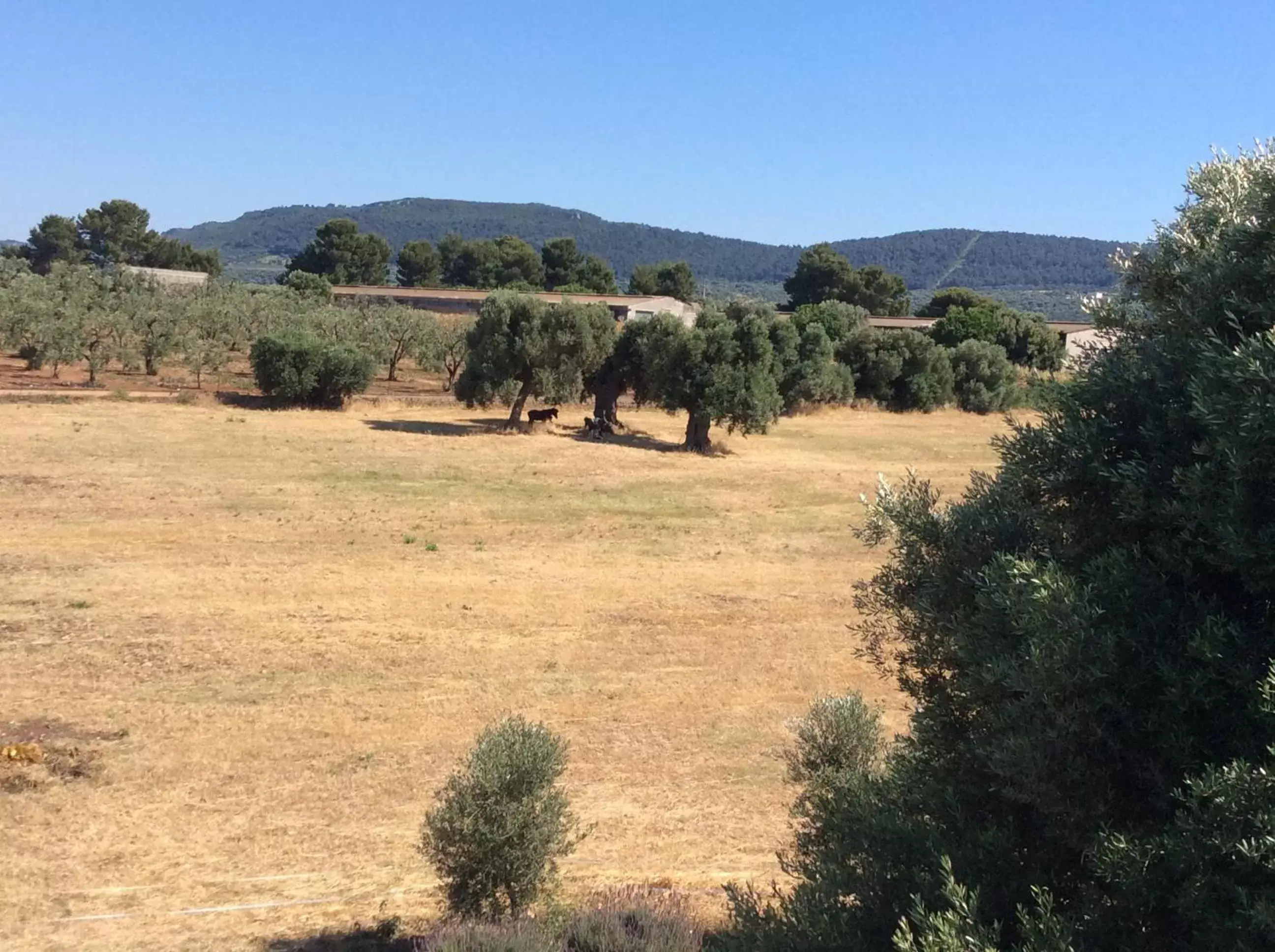 Garden view in Villa Narducci