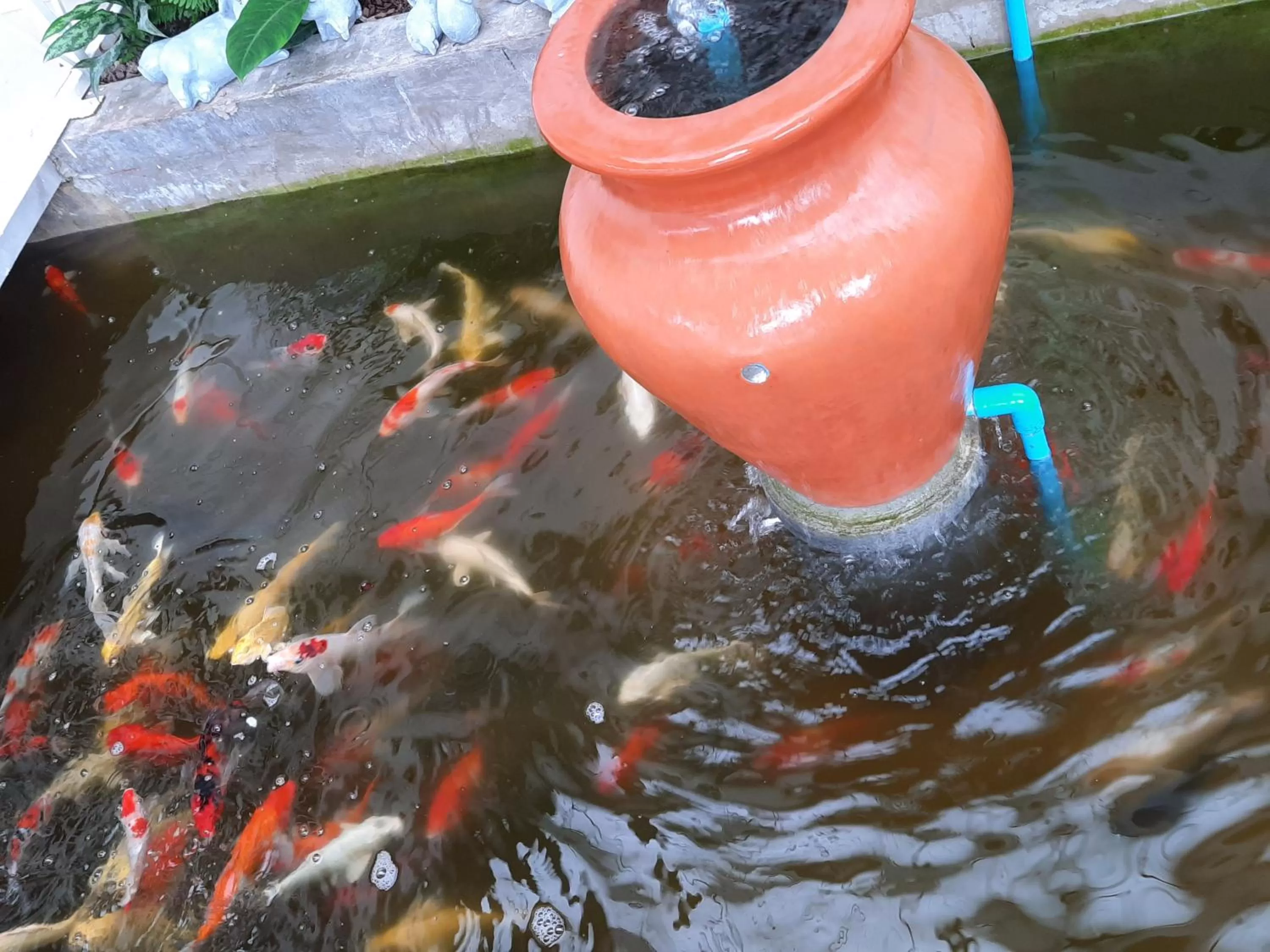 Fancy Carp Resort Hua-Hin