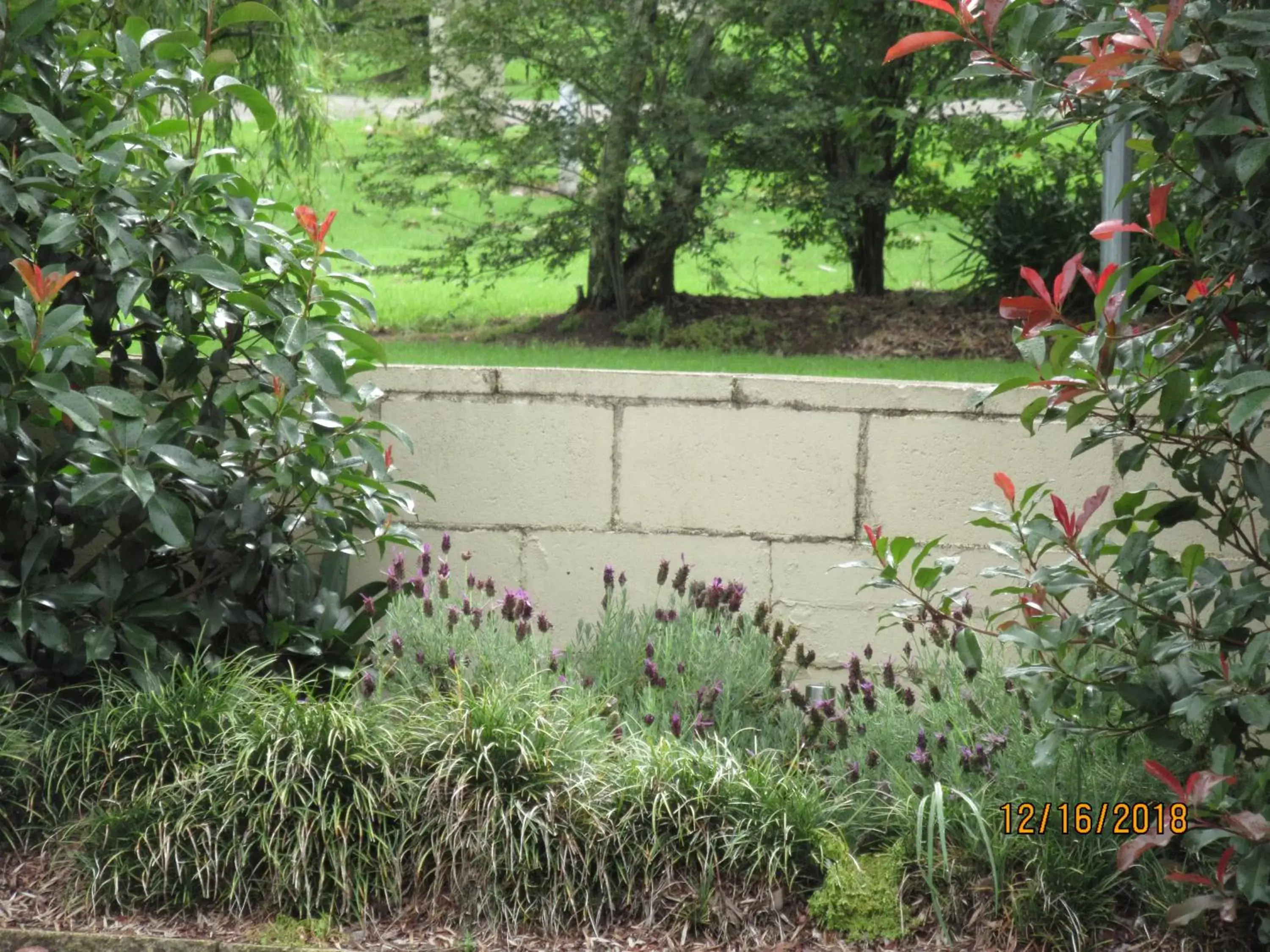 Garden in Moruya Motel