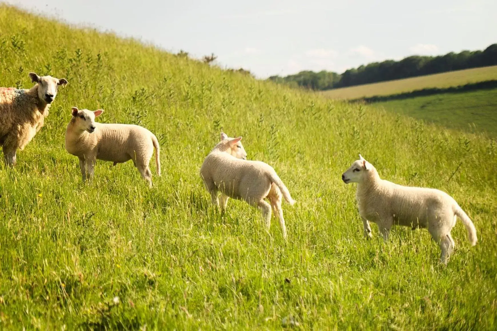 Natural landscape, Other Animals in Carfraemill