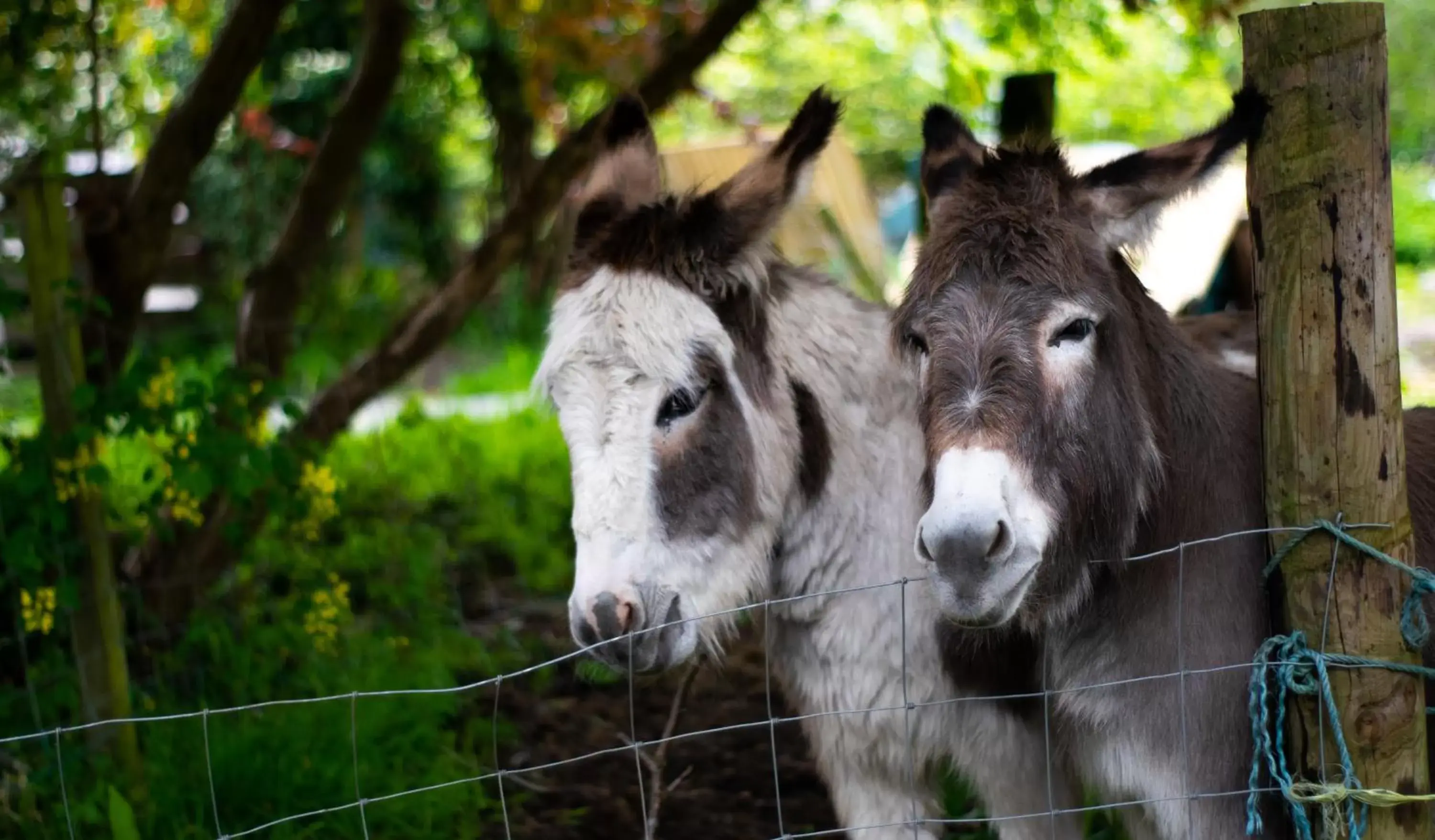 Animals, Other Animals in Pontyclerc Farm House Bed and Breakfast