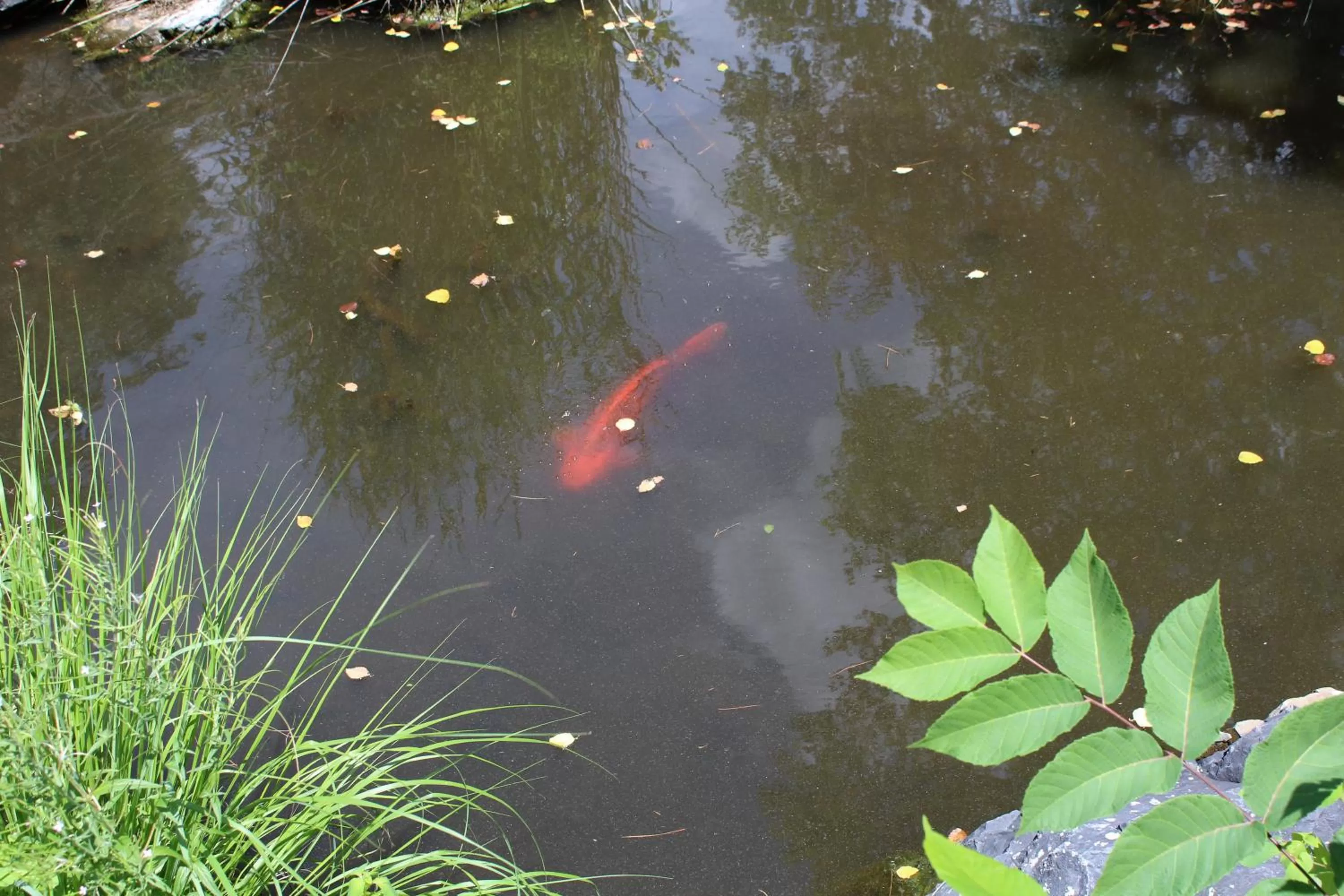 Other Animals in The Inn at White Oak