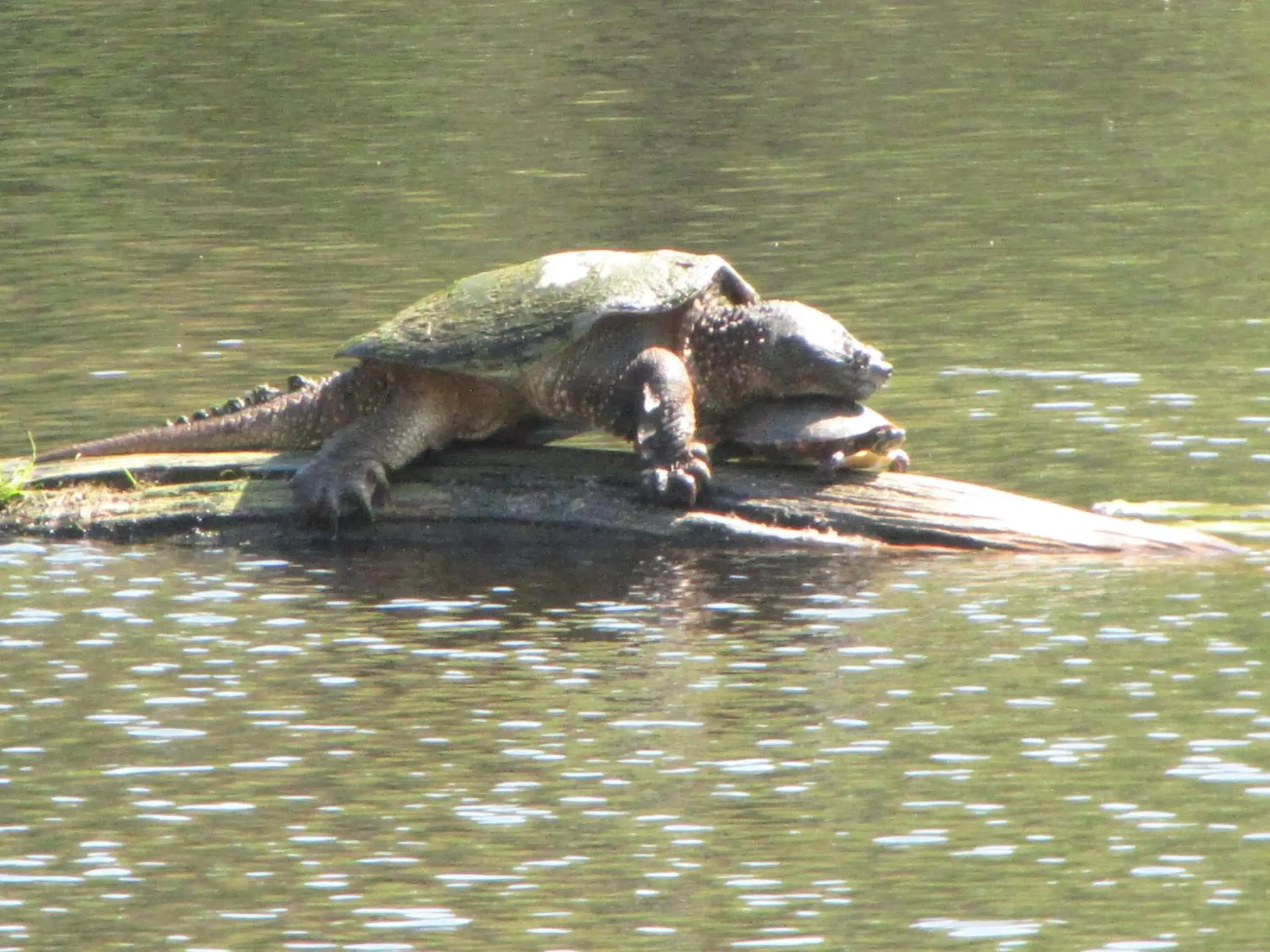 Animals, Other Animals in Shambhala Bed and Breakfast