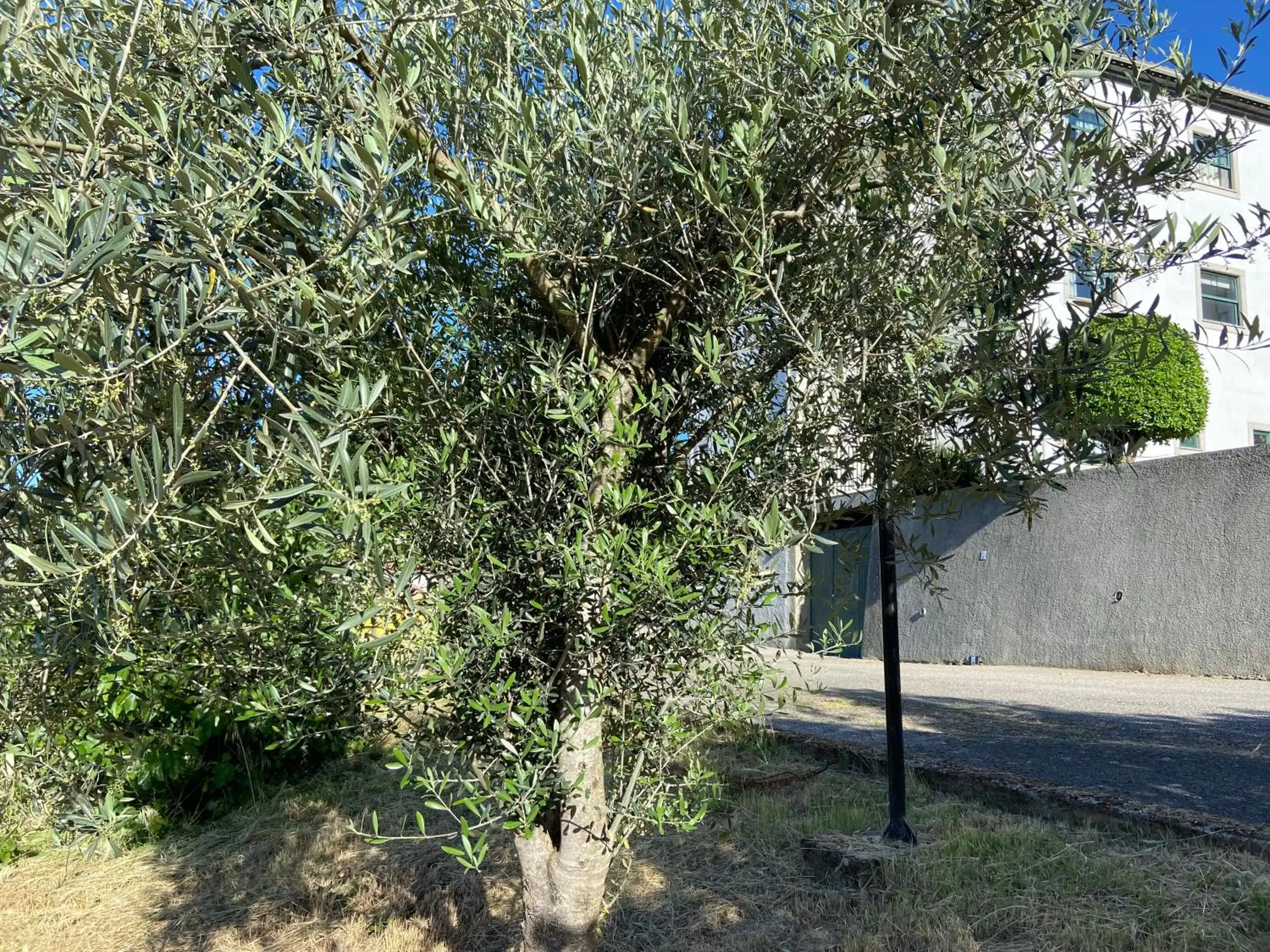 Garden in Vinhais Hotel