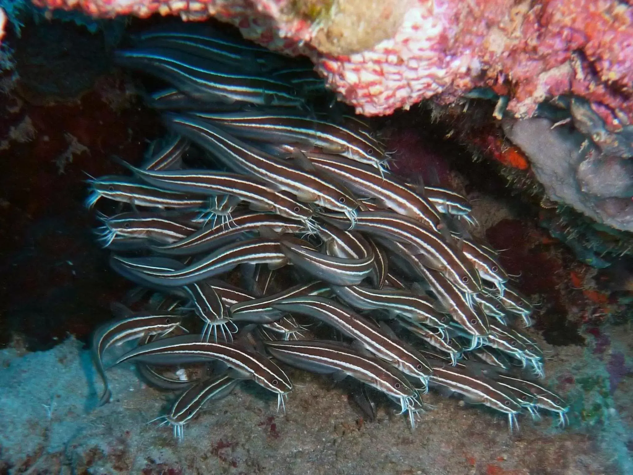 Snorkeling, Other Animals in Coral Sun Beach