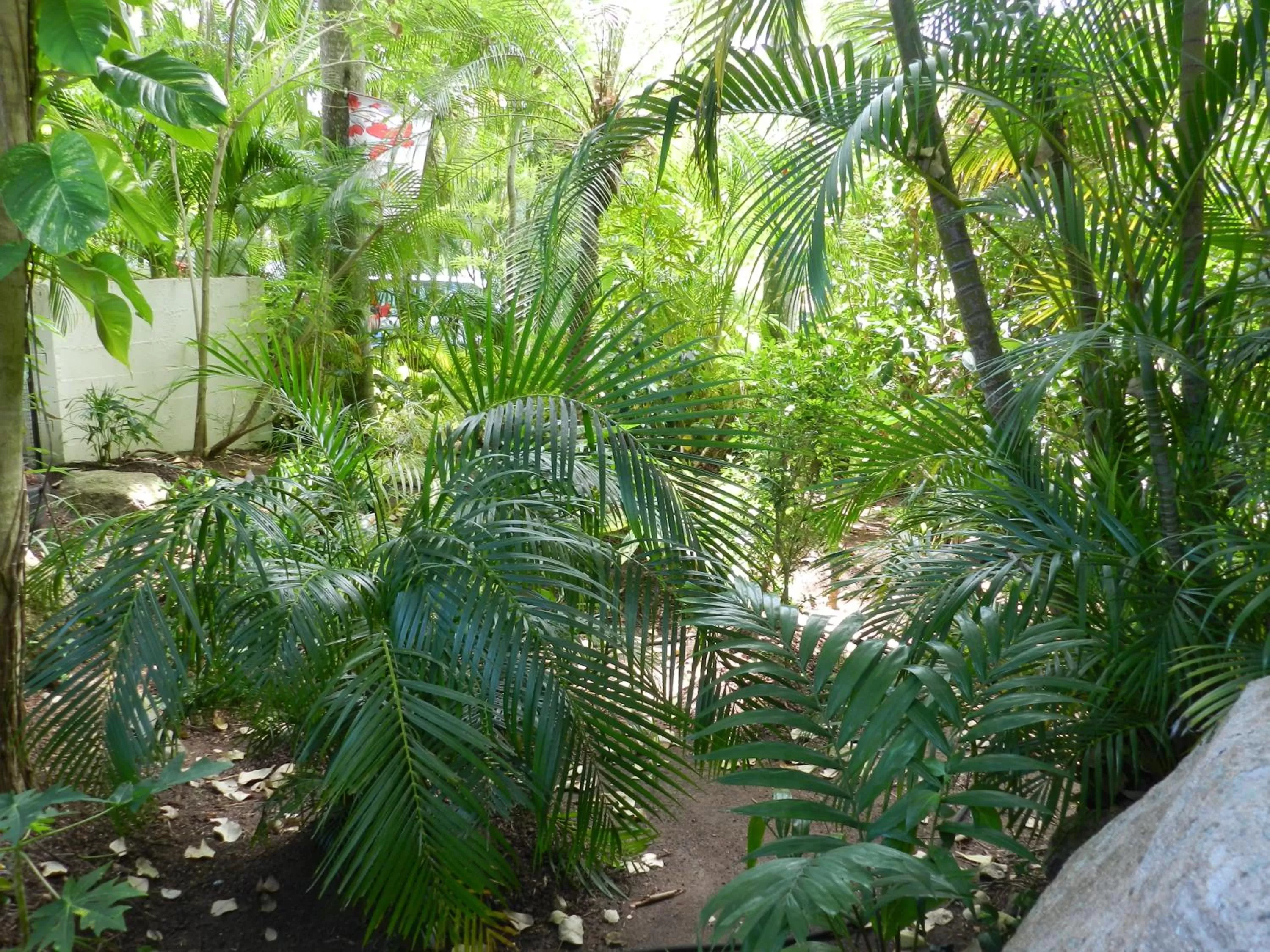 Natural landscape in Oskar's Rain Forest Retreat