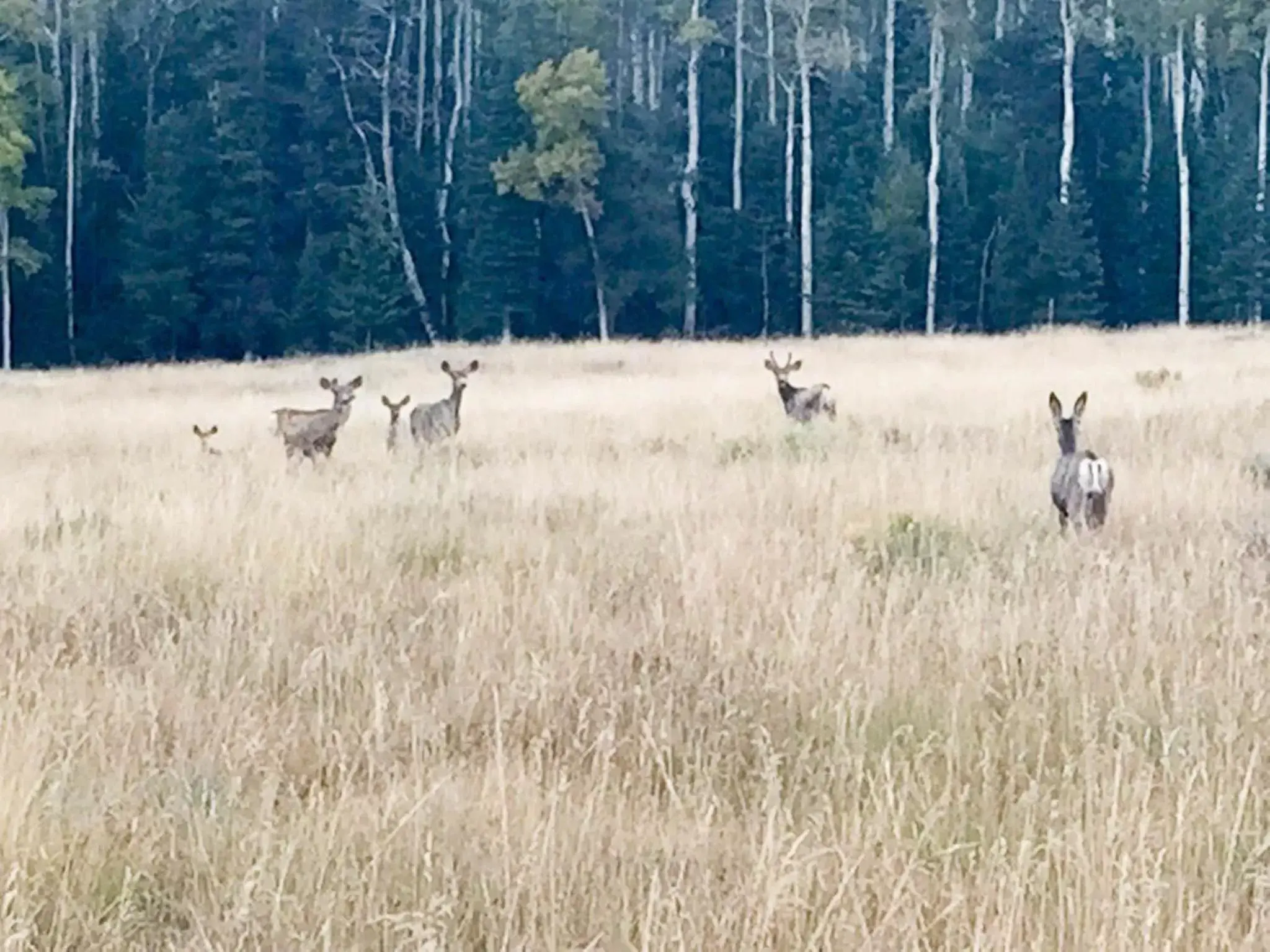 Pets in Arrowhead Mountain Lodge