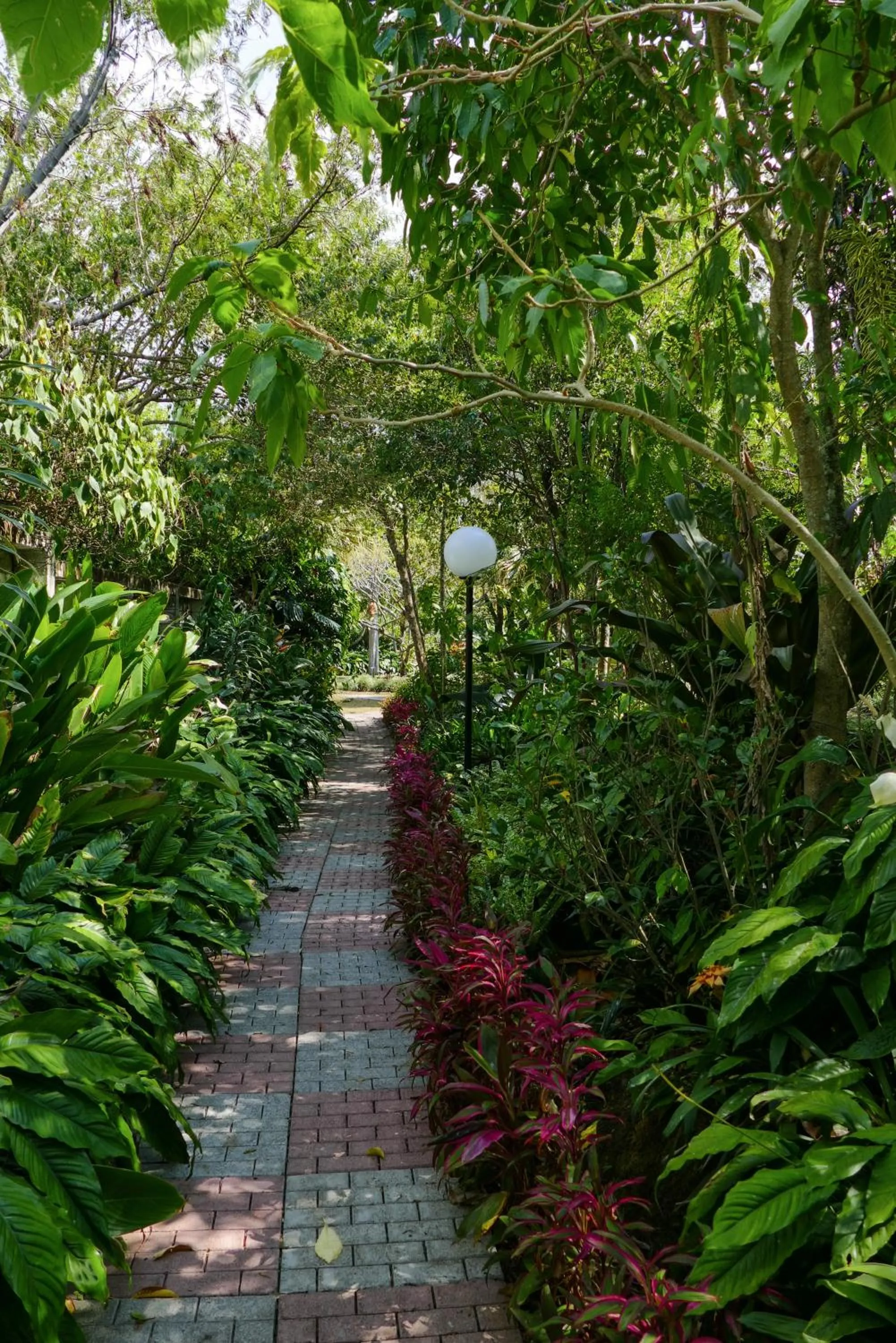 Garden in Hotel Bougainvillea San José
