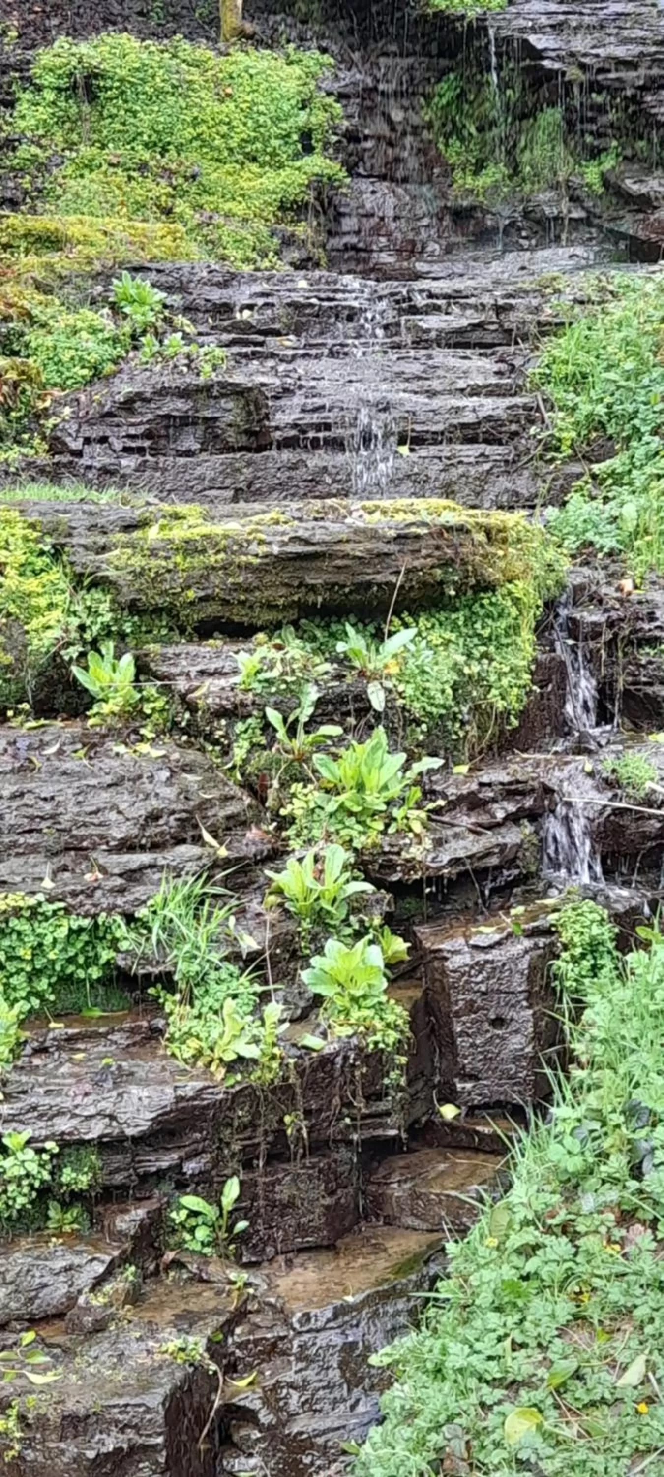 Natural Landscape in Pepper House