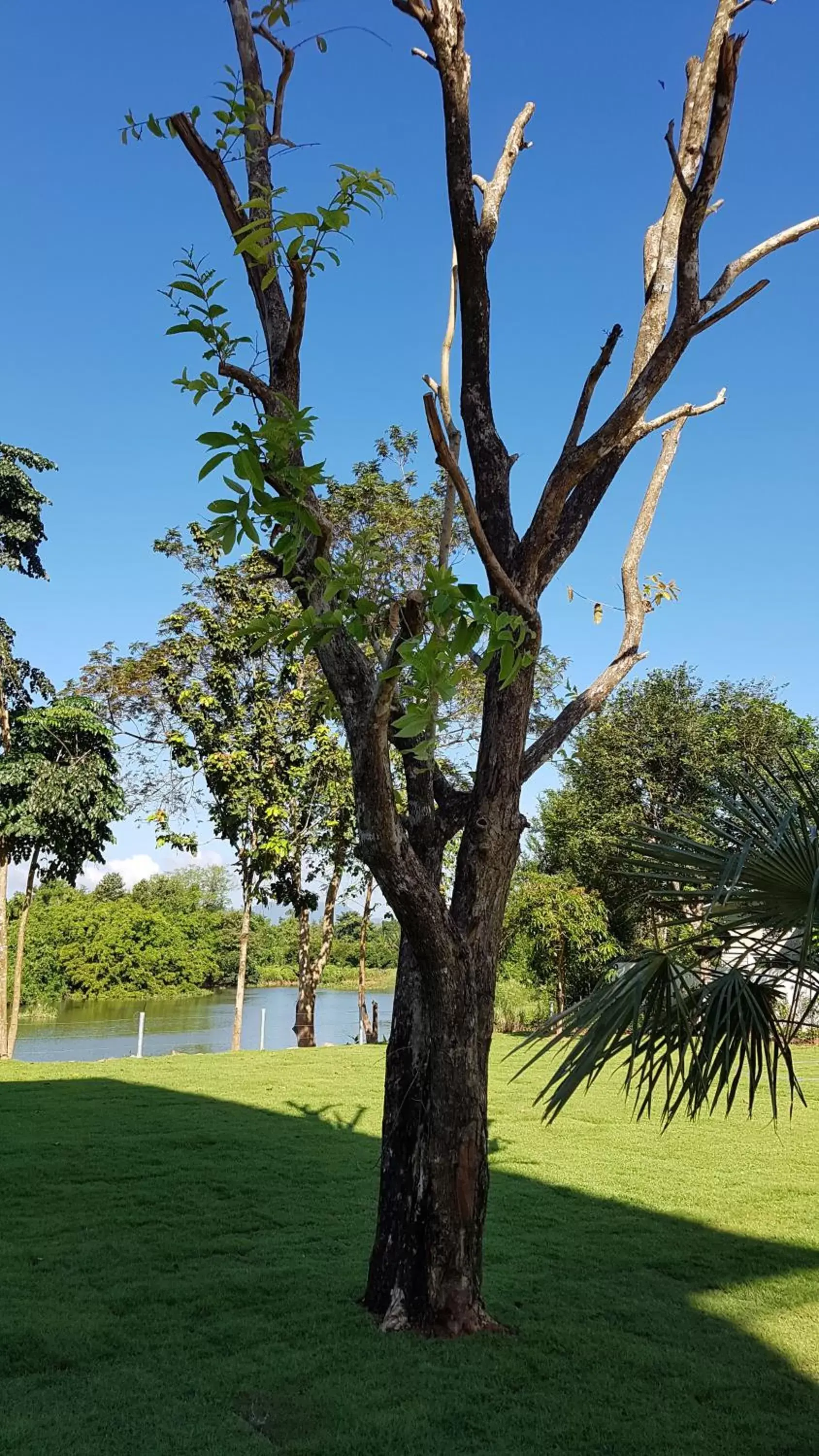 Garden in Riverawan Hotel