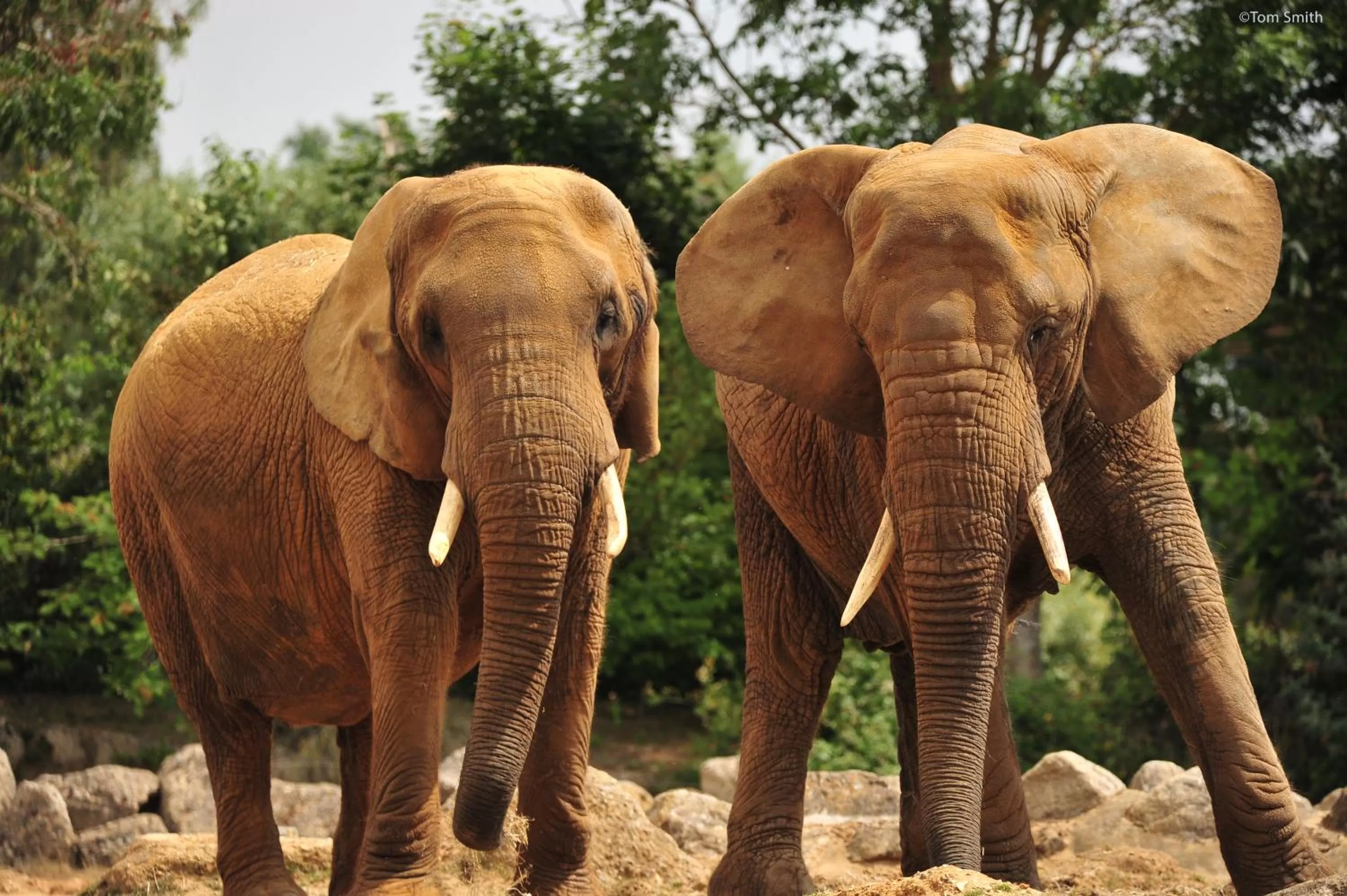 Animals, Other Animals in Marks Tey Hotel Colchester