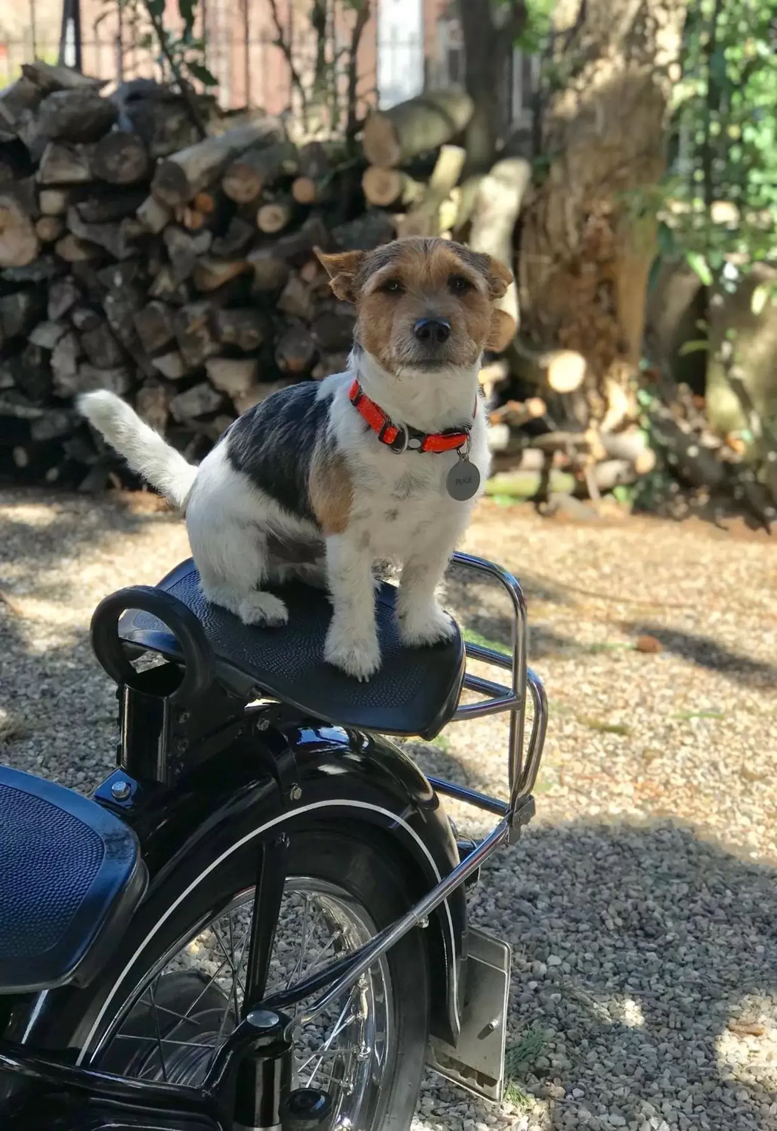 Pets in Hôtel Le Manoir