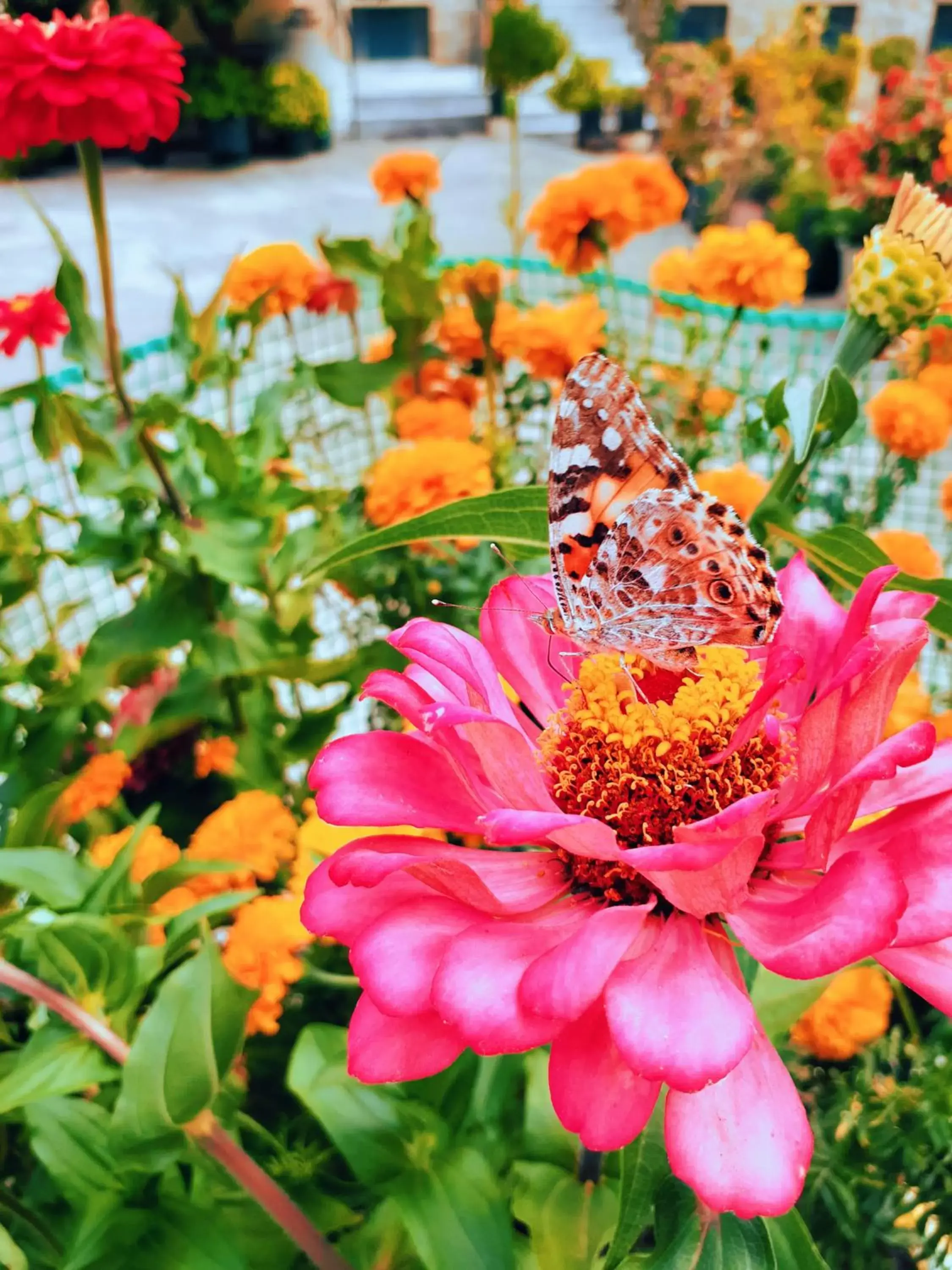 Garden in Costa-Rini Hotel