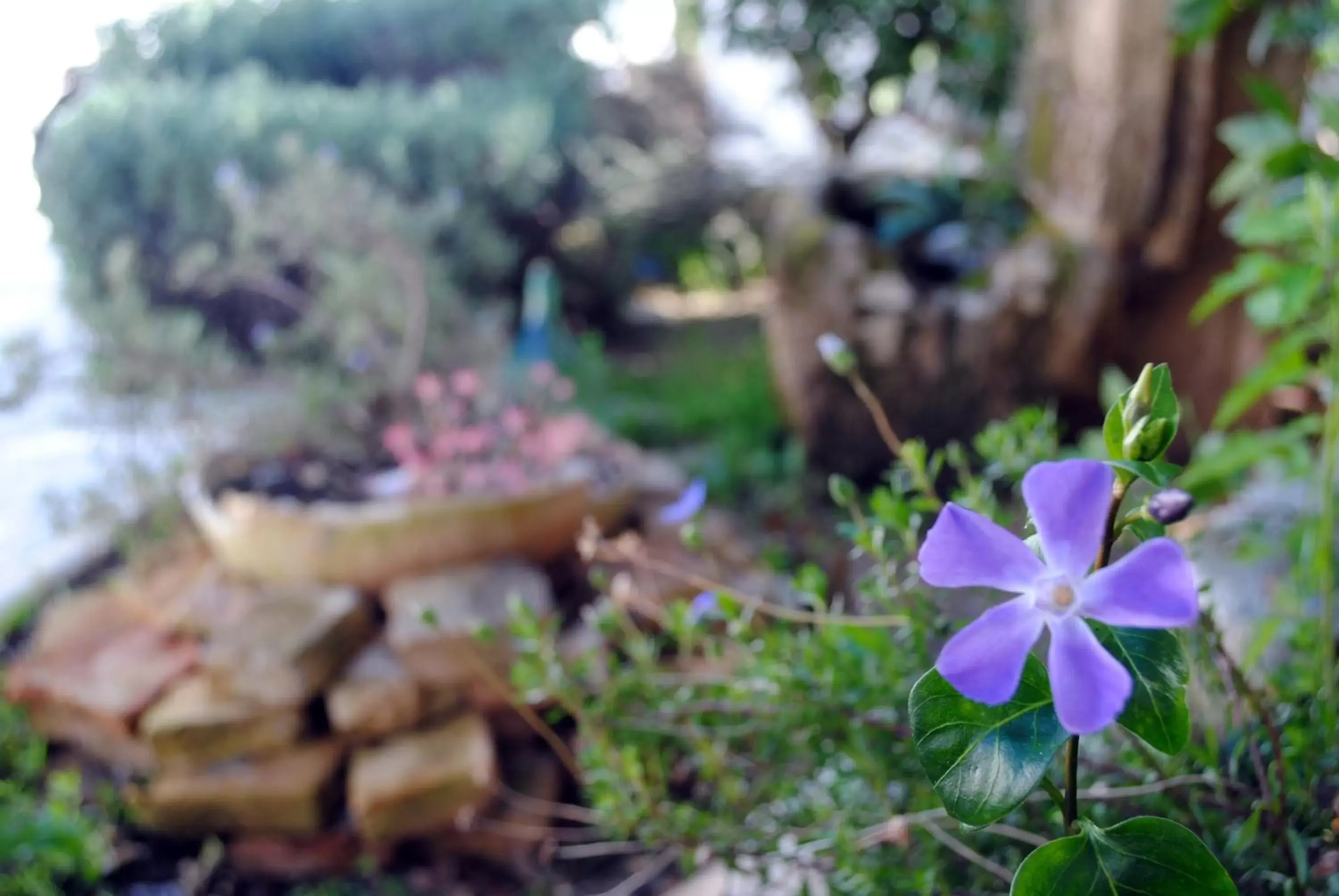 Garden in Hotel Giardino Giamperduto