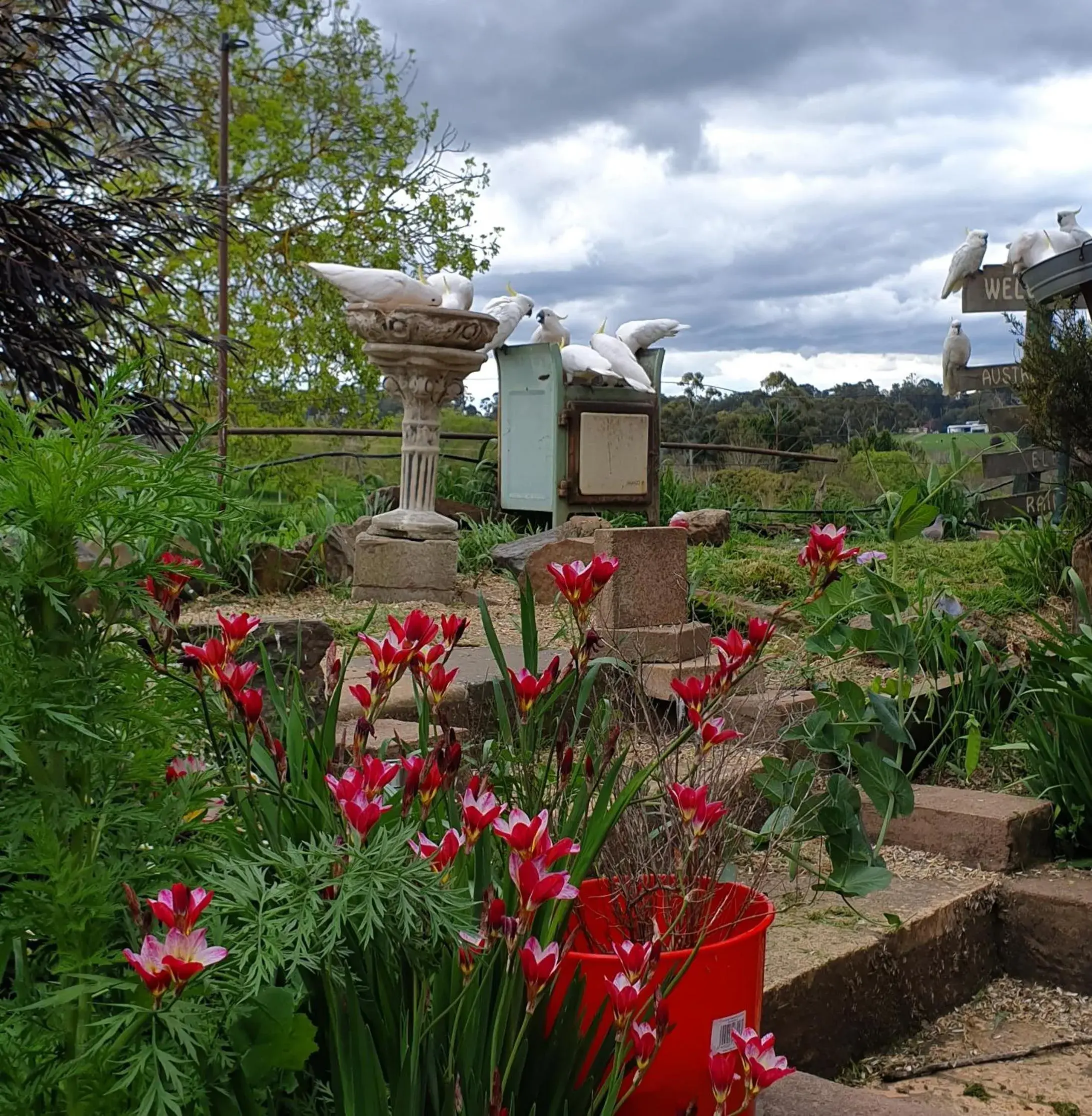 Spring in Amble at Hahndorf