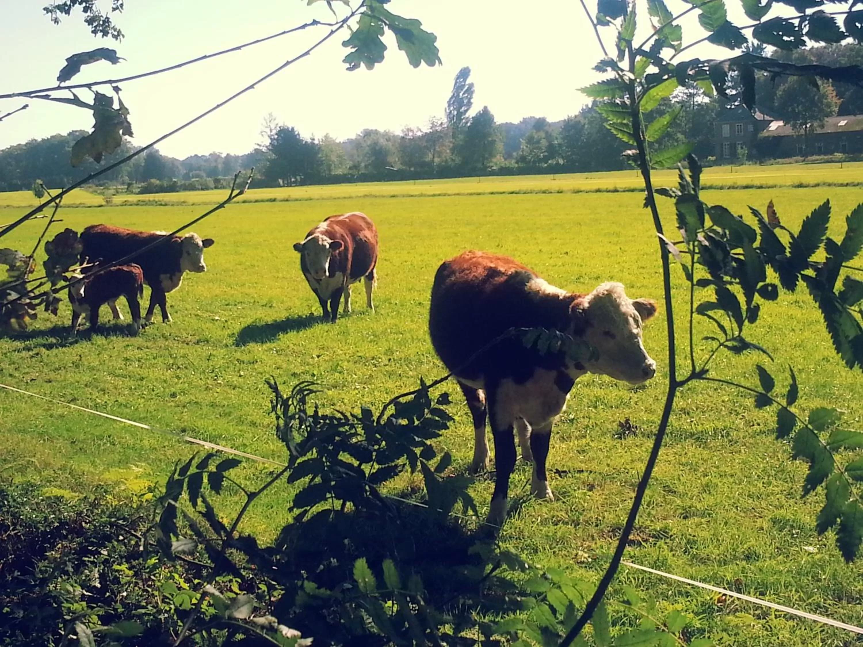 Natural landscape, Other Animals in Hotel Restaurant Roerdinkhof