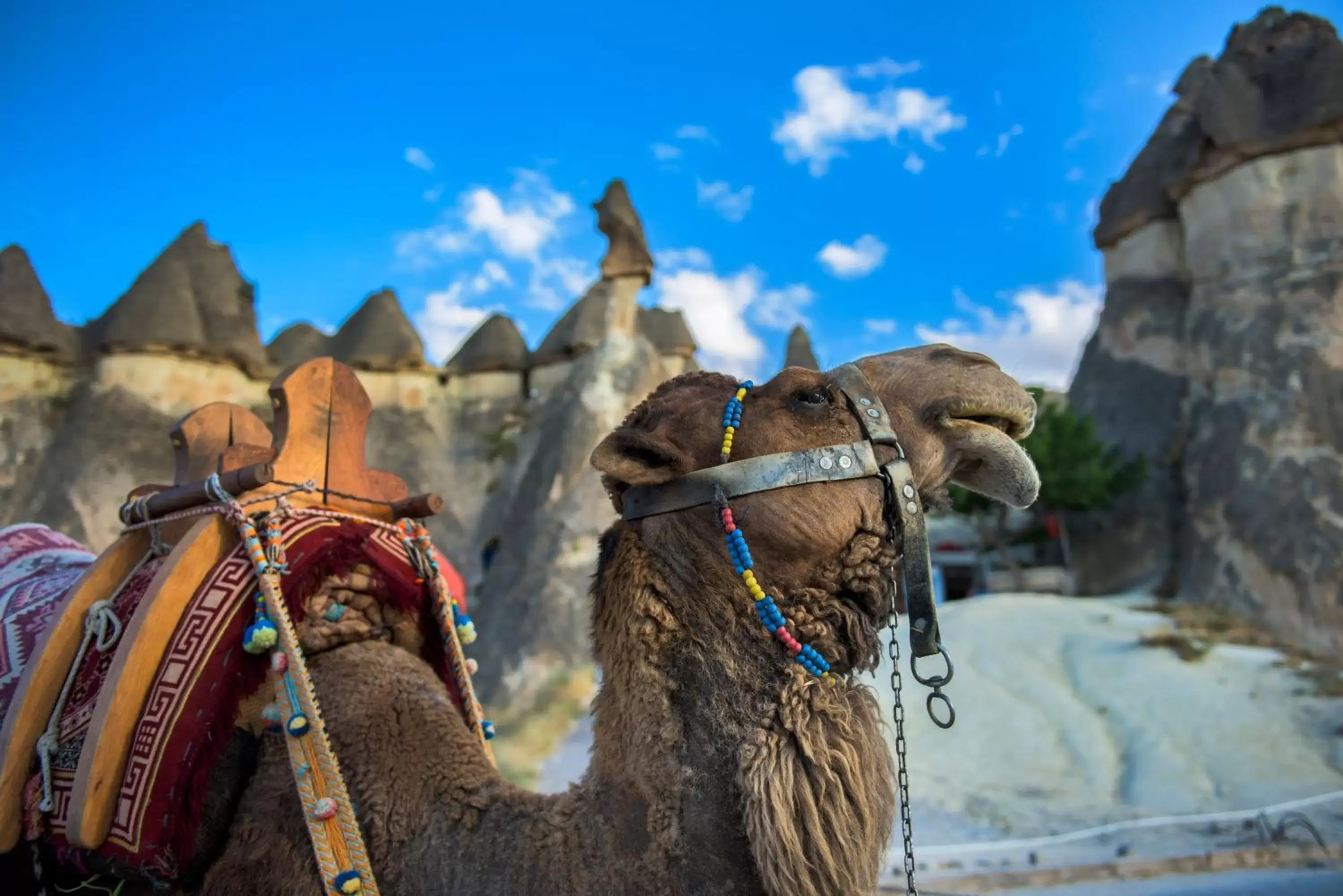 Animals, Other Animals in Aydinli Cave Hotel