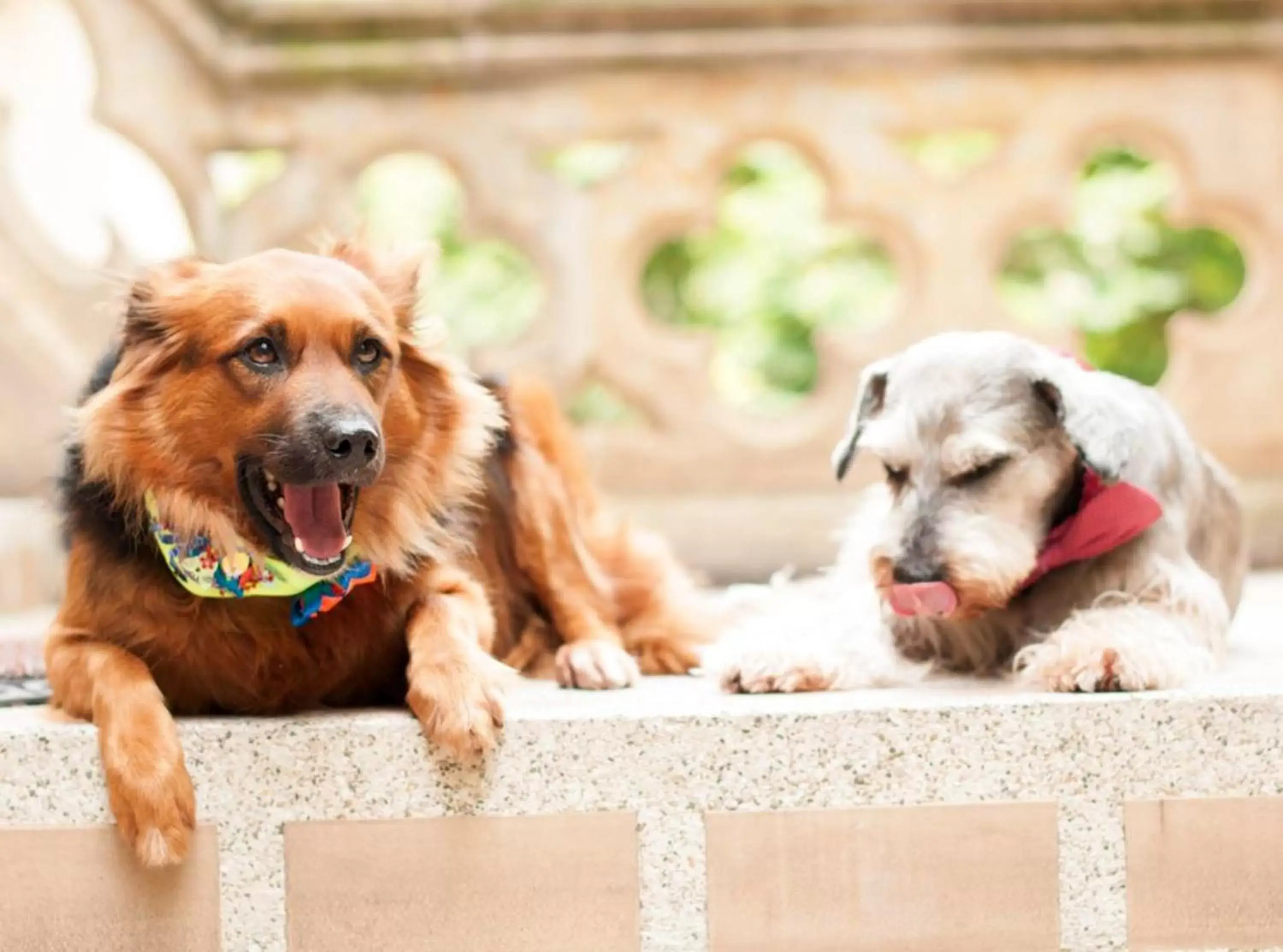 Animals, Pets in Hotel Stein Colonial