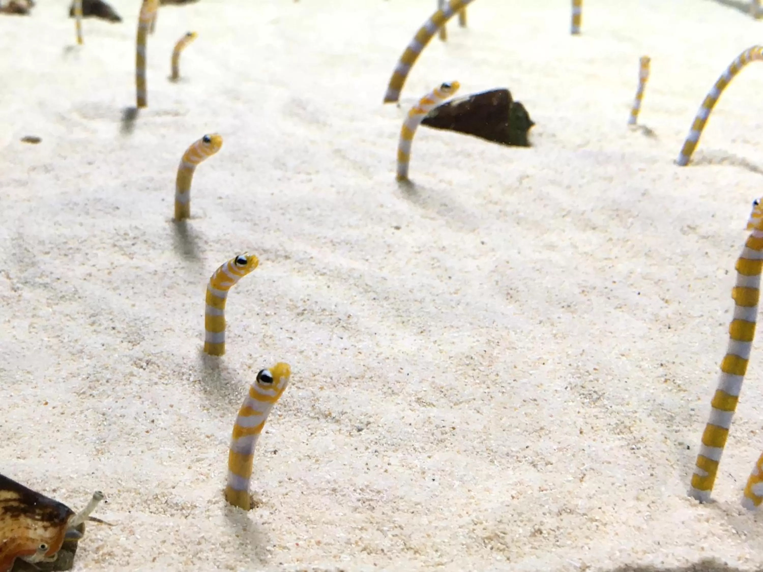 Nearby landmark, Other Animals in Hotel Wing International Kyoto - Shijo Karasuma