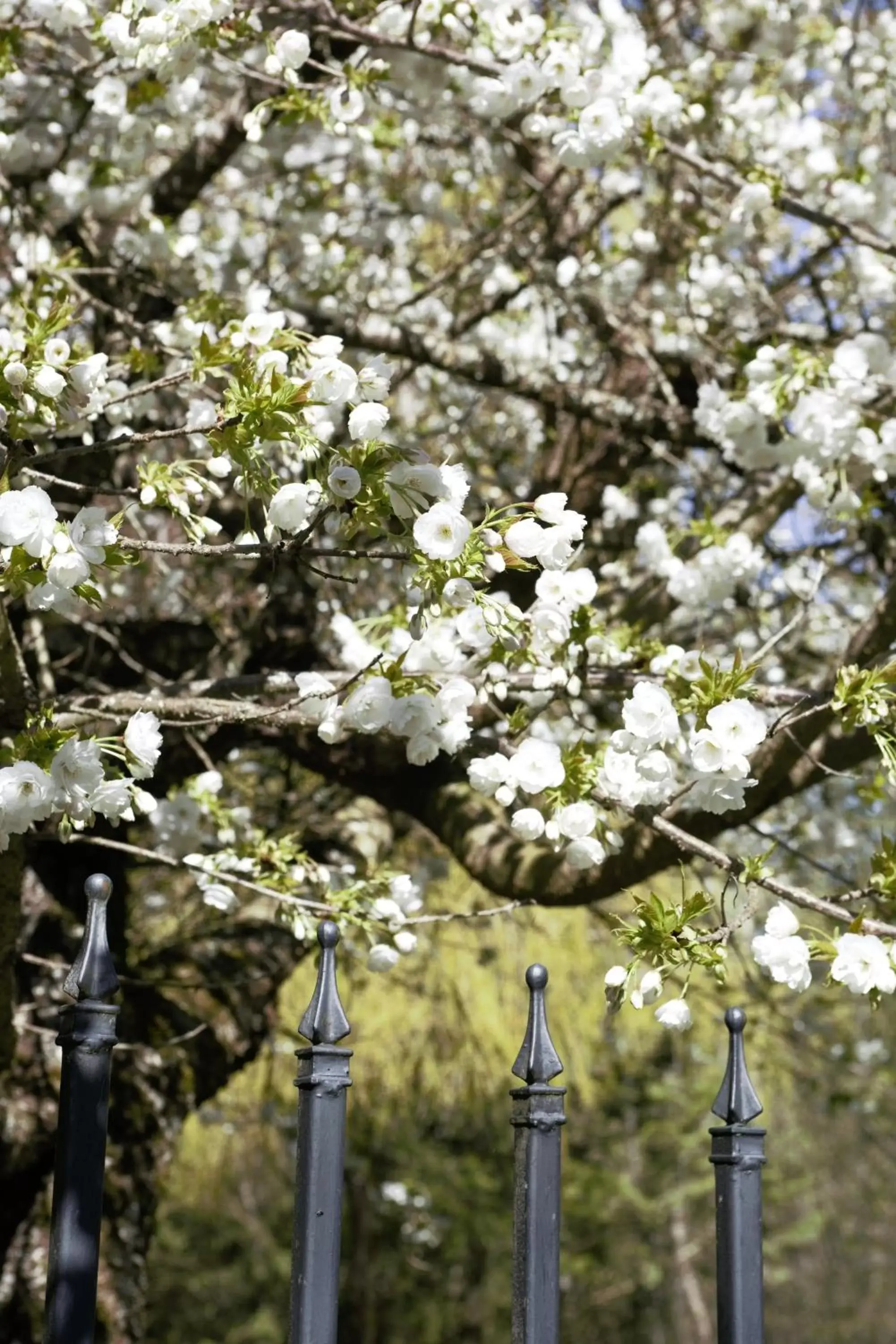 Spring in The Rockwell-Harrison Guest Lodge