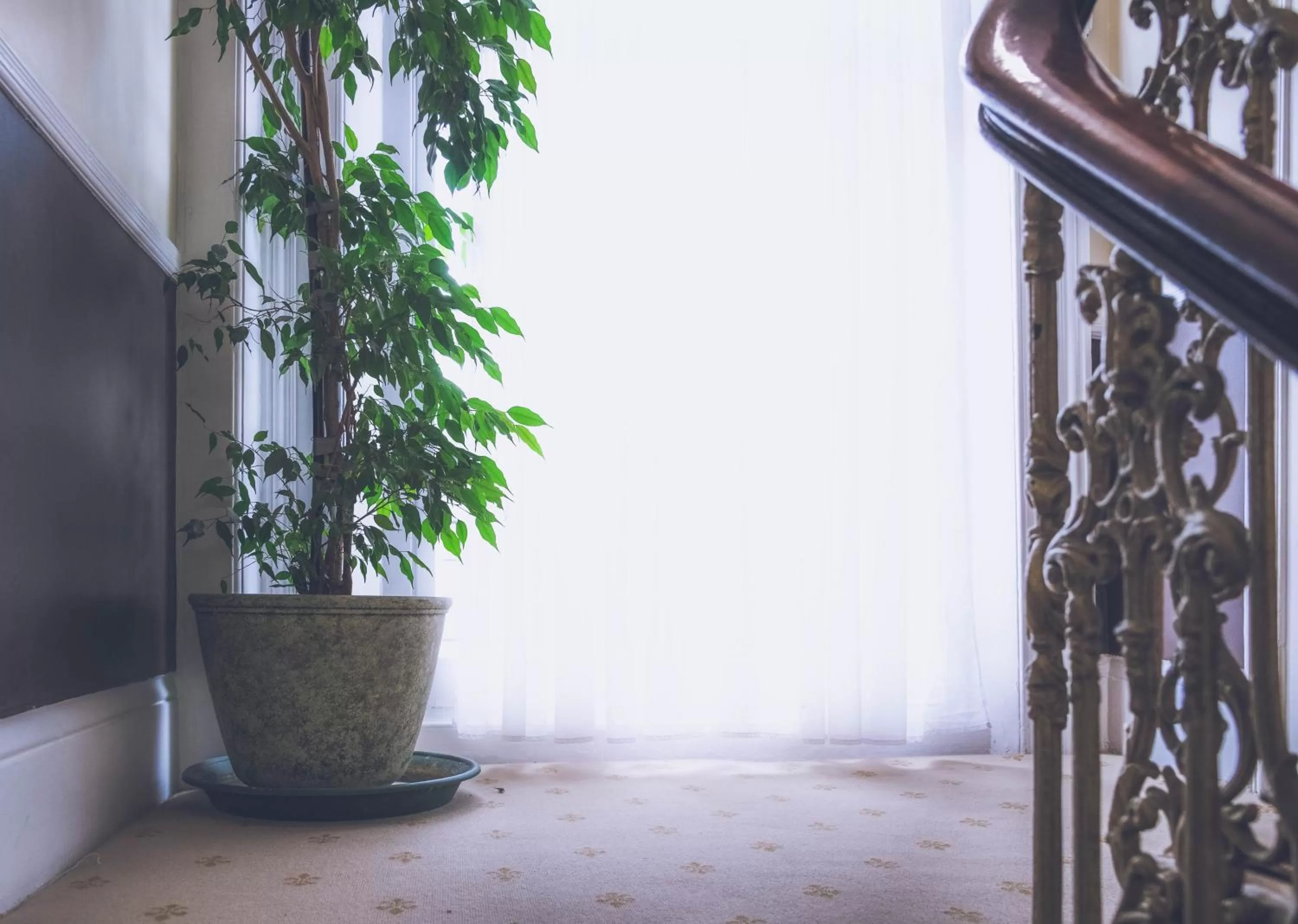 Decorative detail in Dolphin Hotel