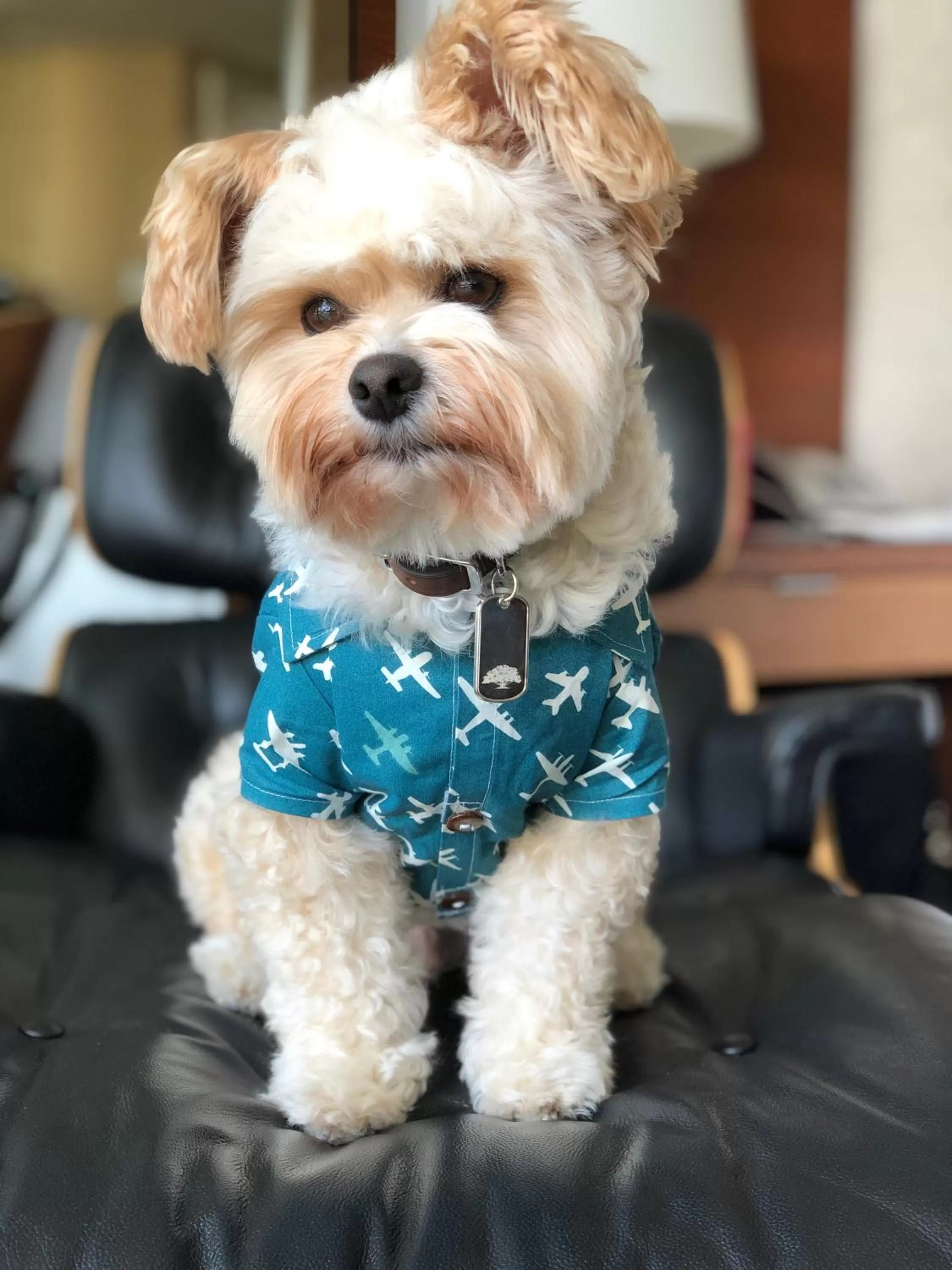 Pets in Fairmont Miramar Hotel & Bungalows