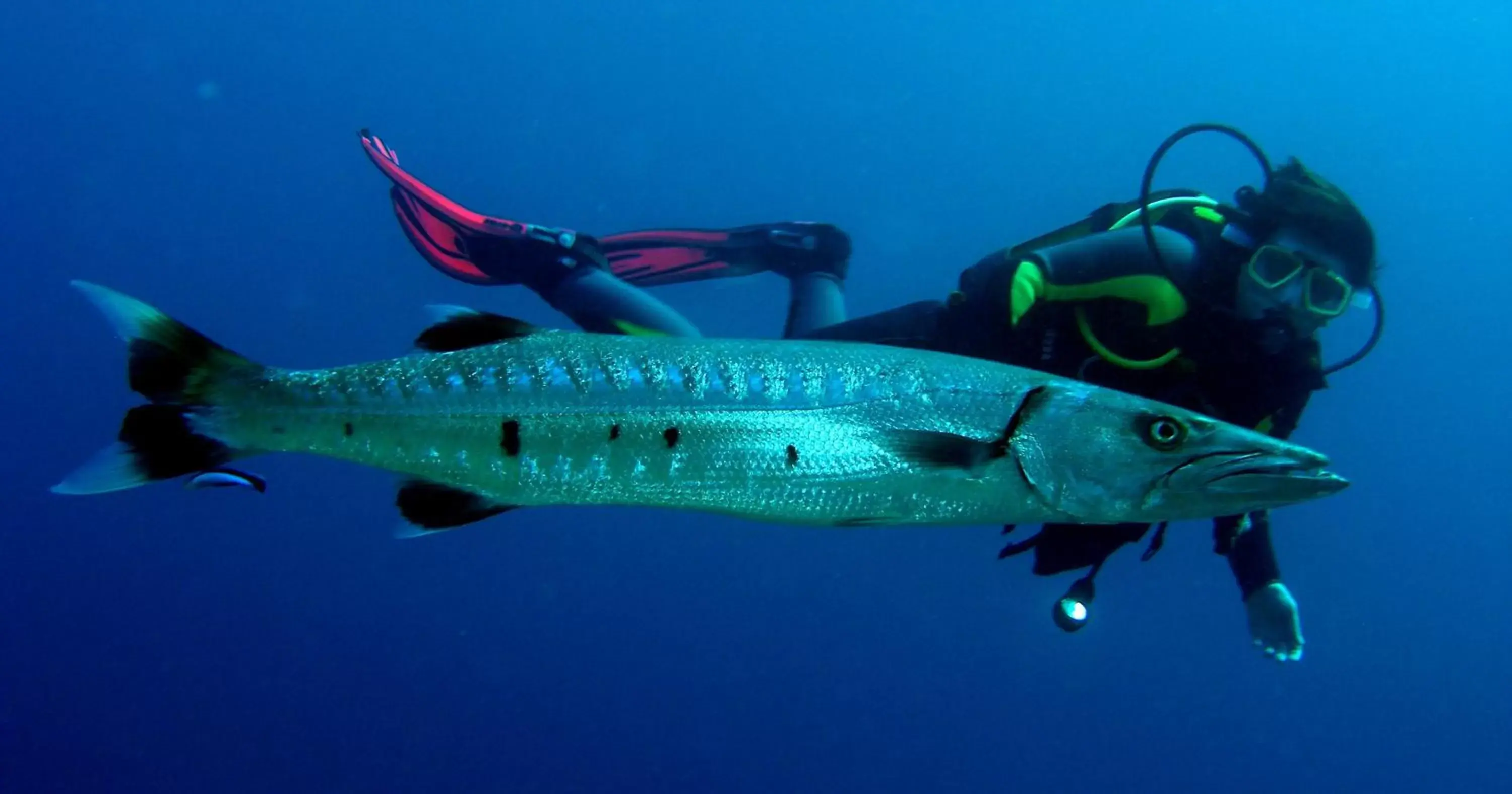 Snorkeling, Other Animals in Coral Sun Beach