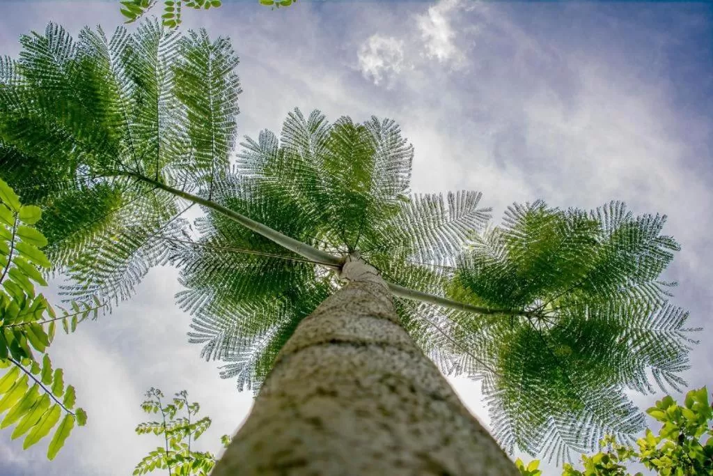 Garden in Hotel Vista del Cerro