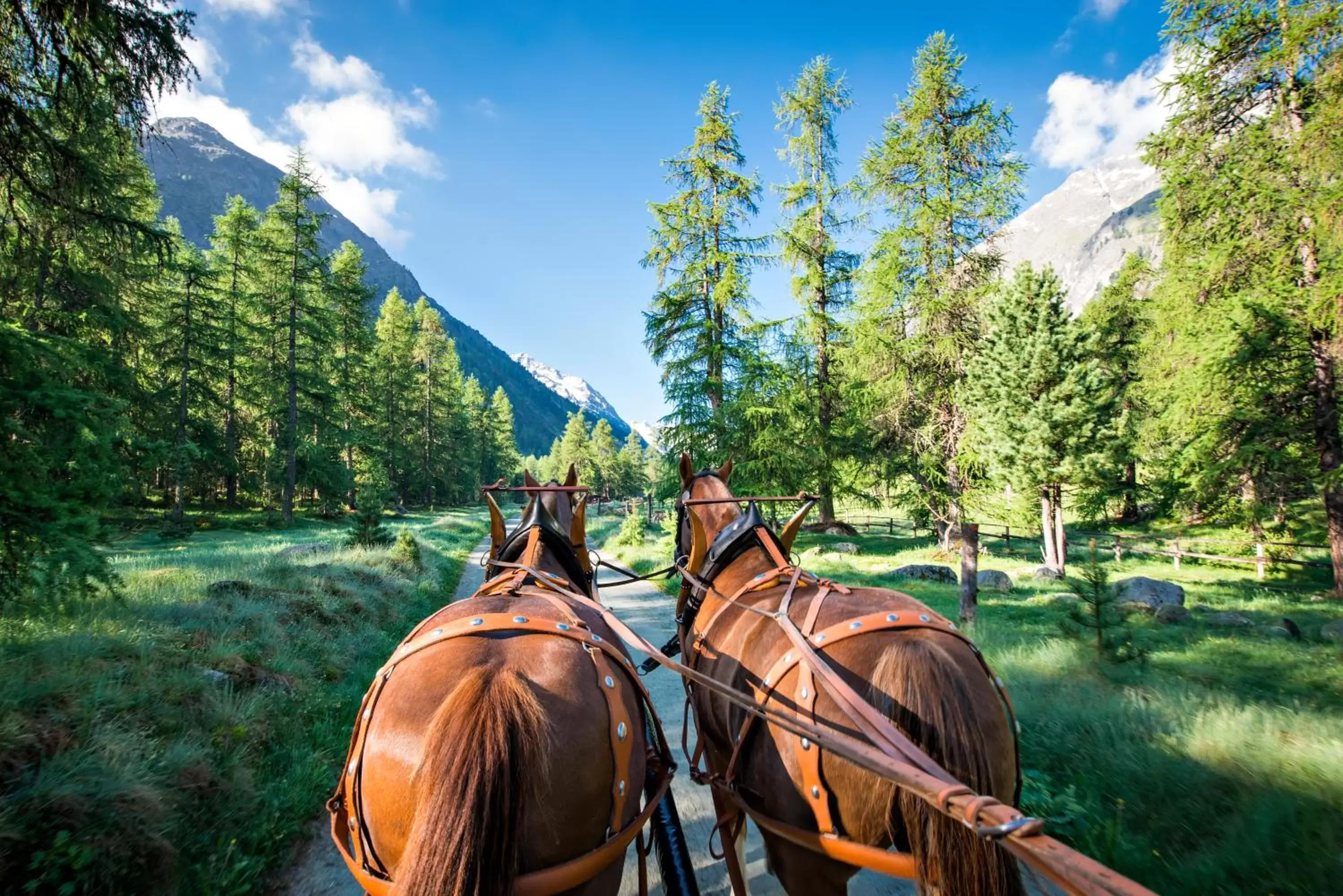 Animals, Horseback Riding in Hotel Roseg-Gletscher