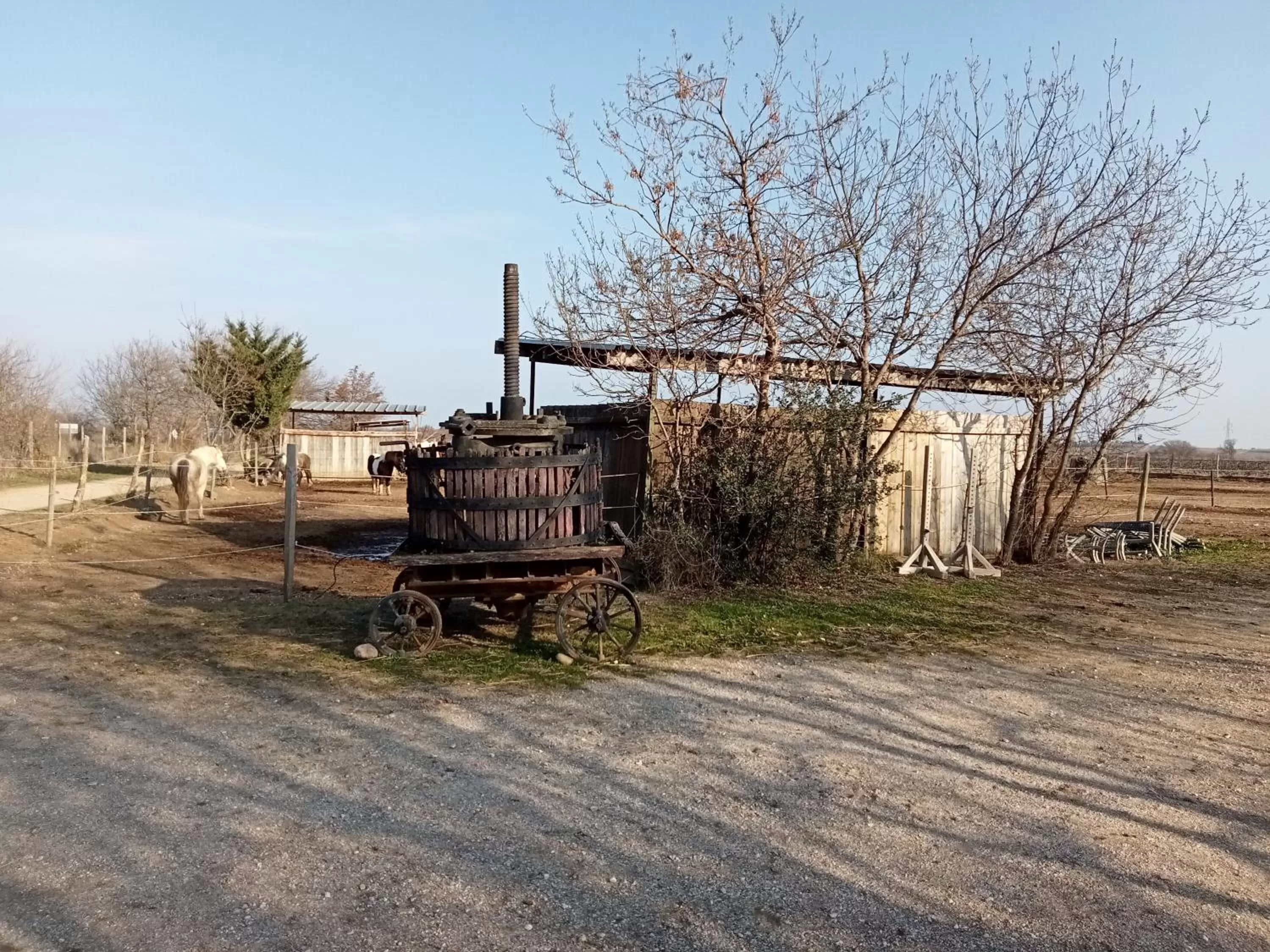 Horse-riding in Mas Palegry côté jardin
