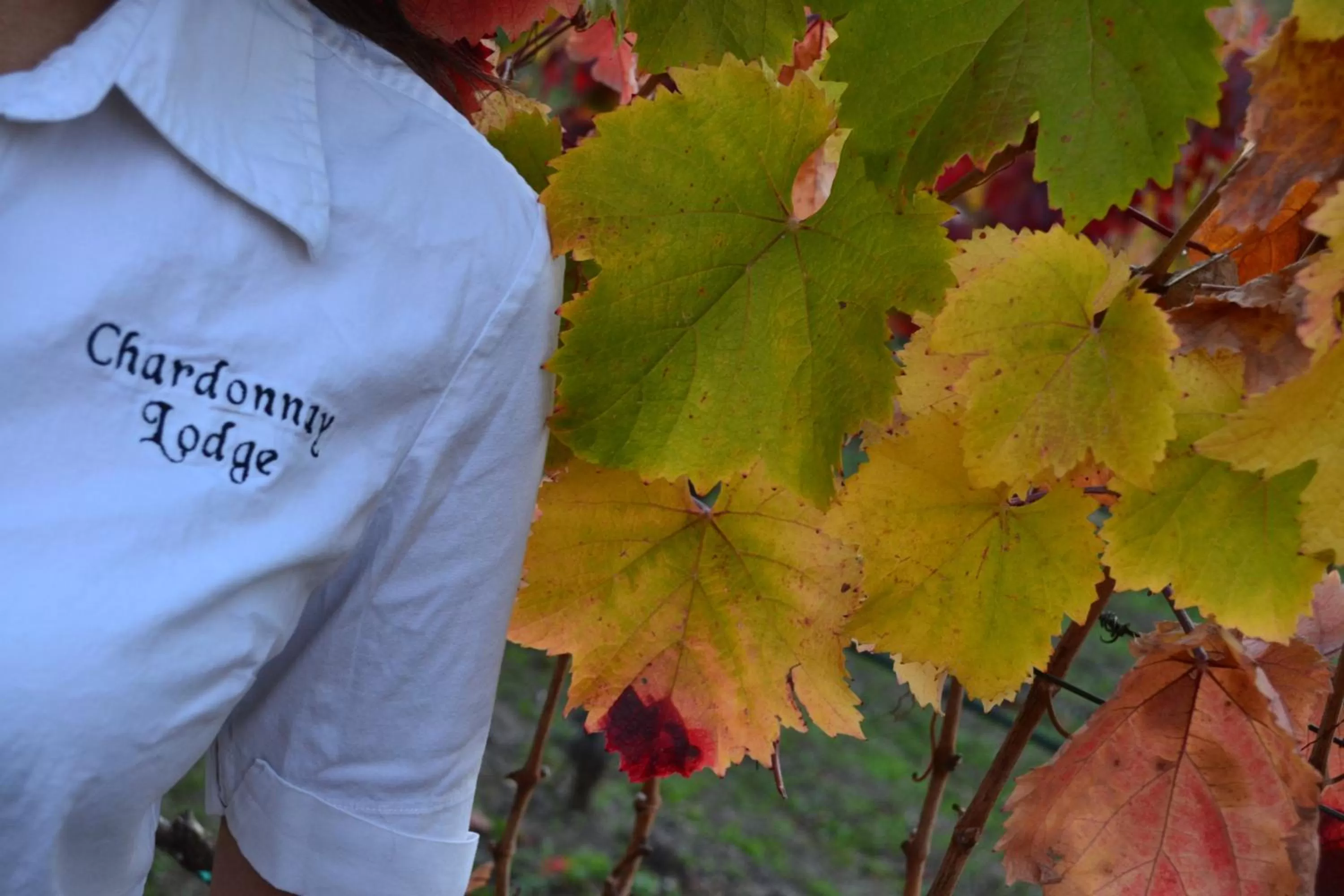 Autumn in Chardonnay Lodge