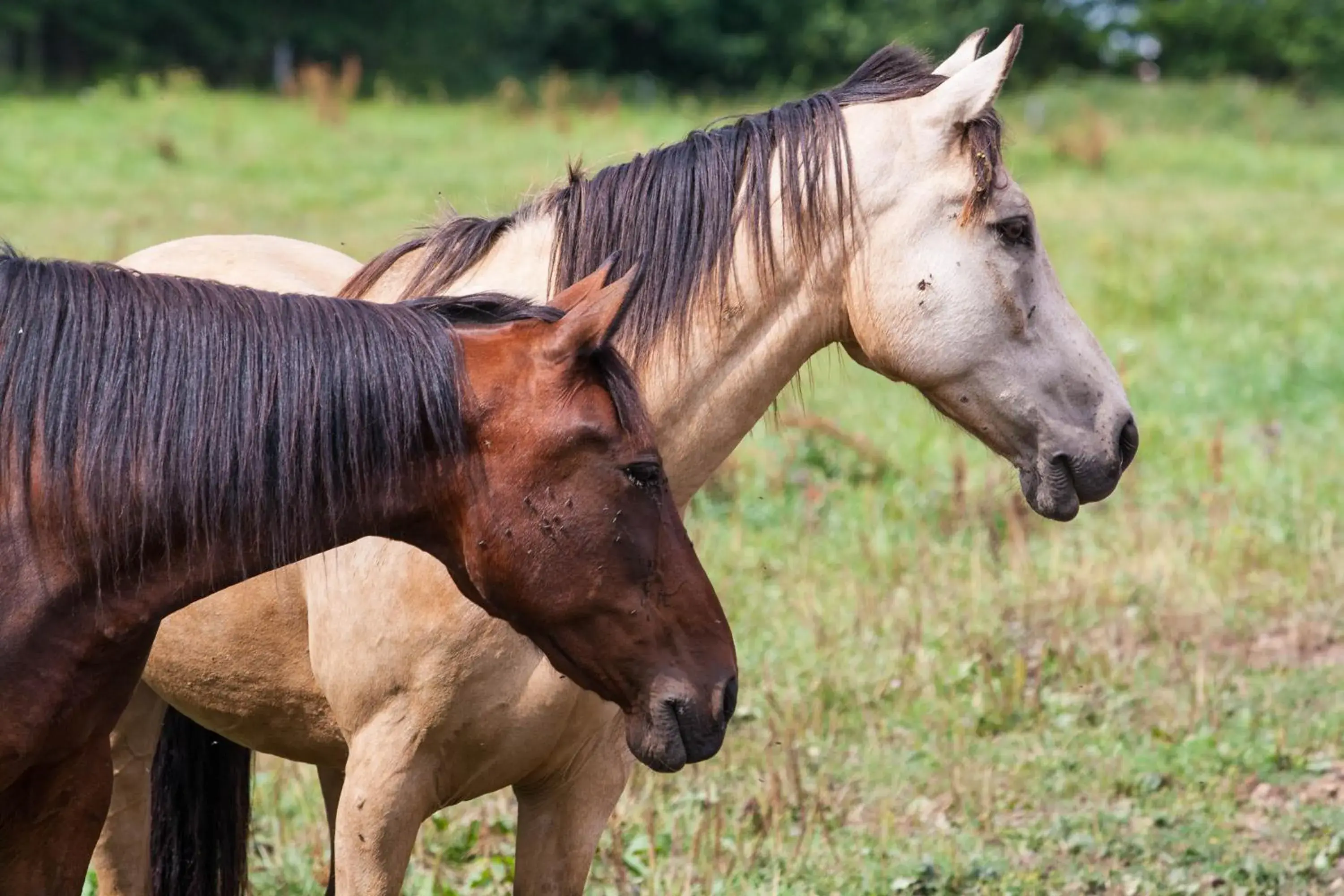 Horse-riding, Other Animals in Hotel Resort Stein