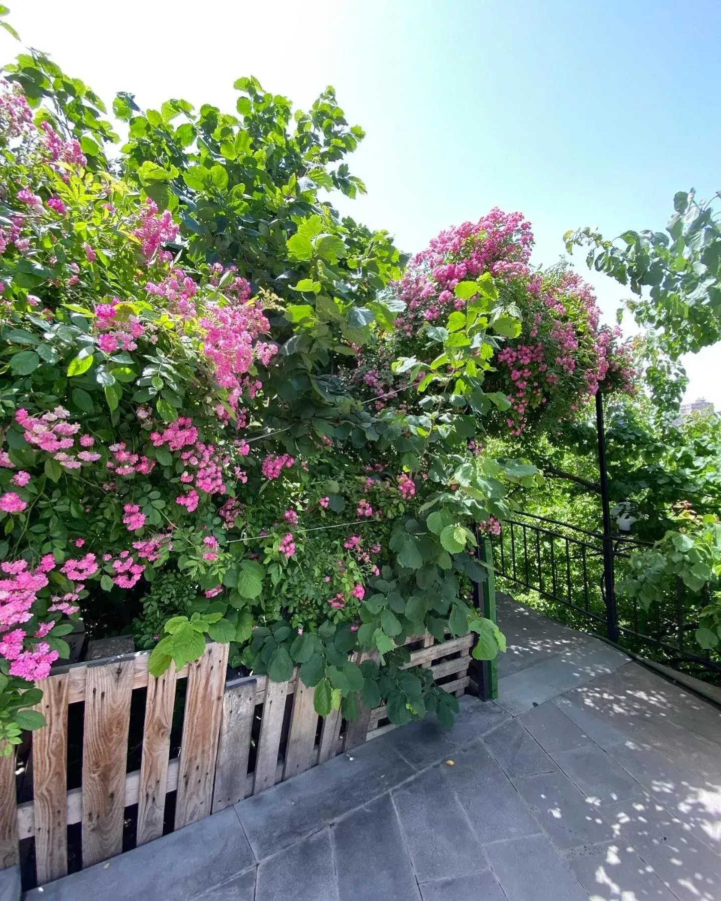 Garden in Olympia Garden Hotel