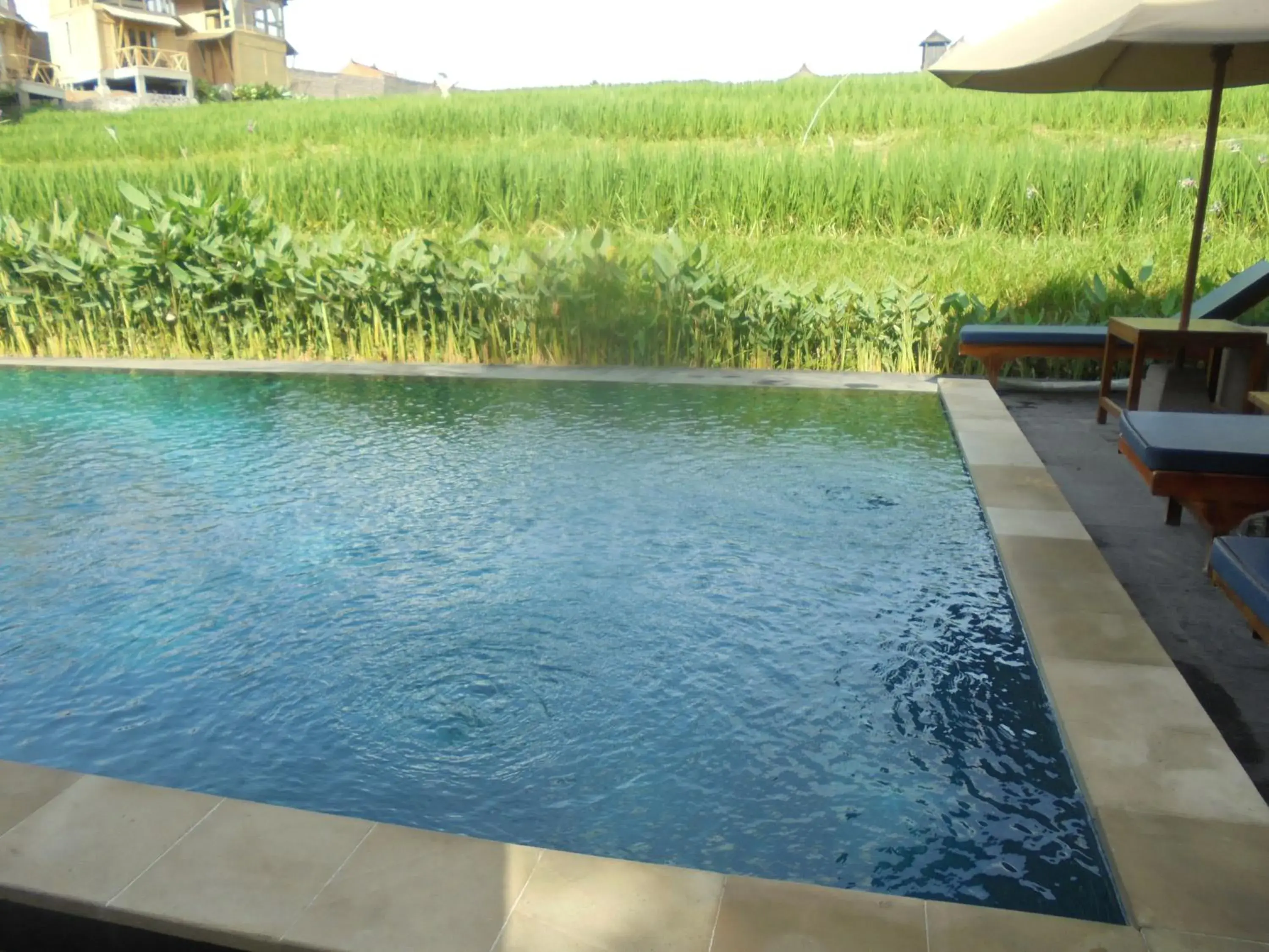 Natural landscape, Swimming Pool in Biyukukung Suite & Spa
