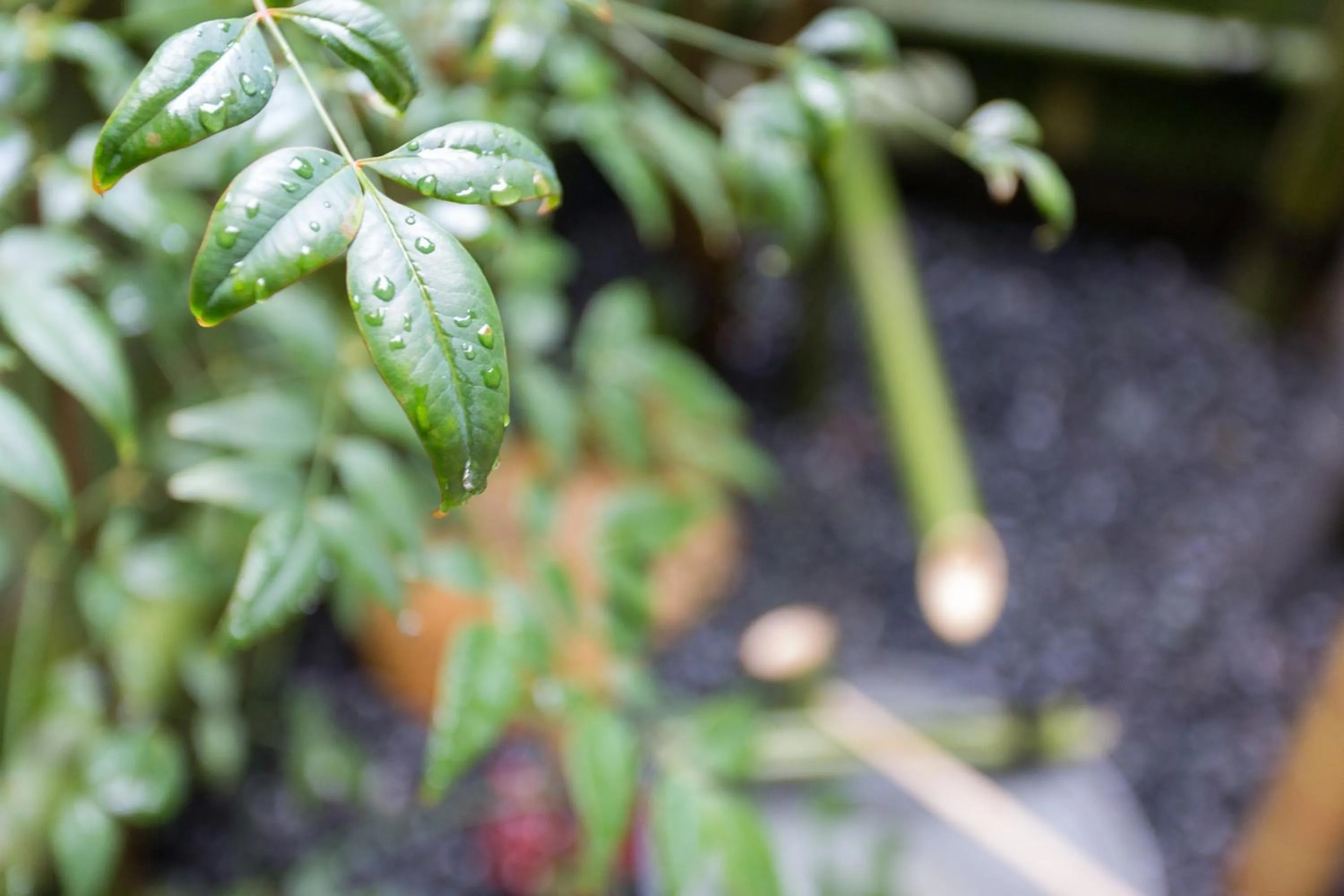 Garden in Guest House Kyorakuya Kinkakuji