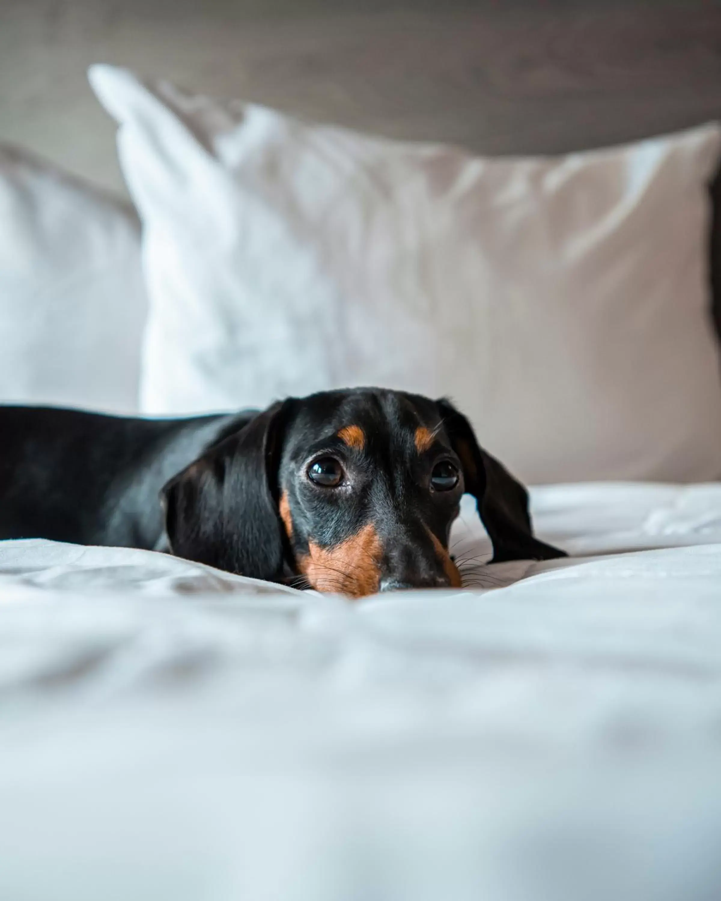 Pets in Parador El Faro