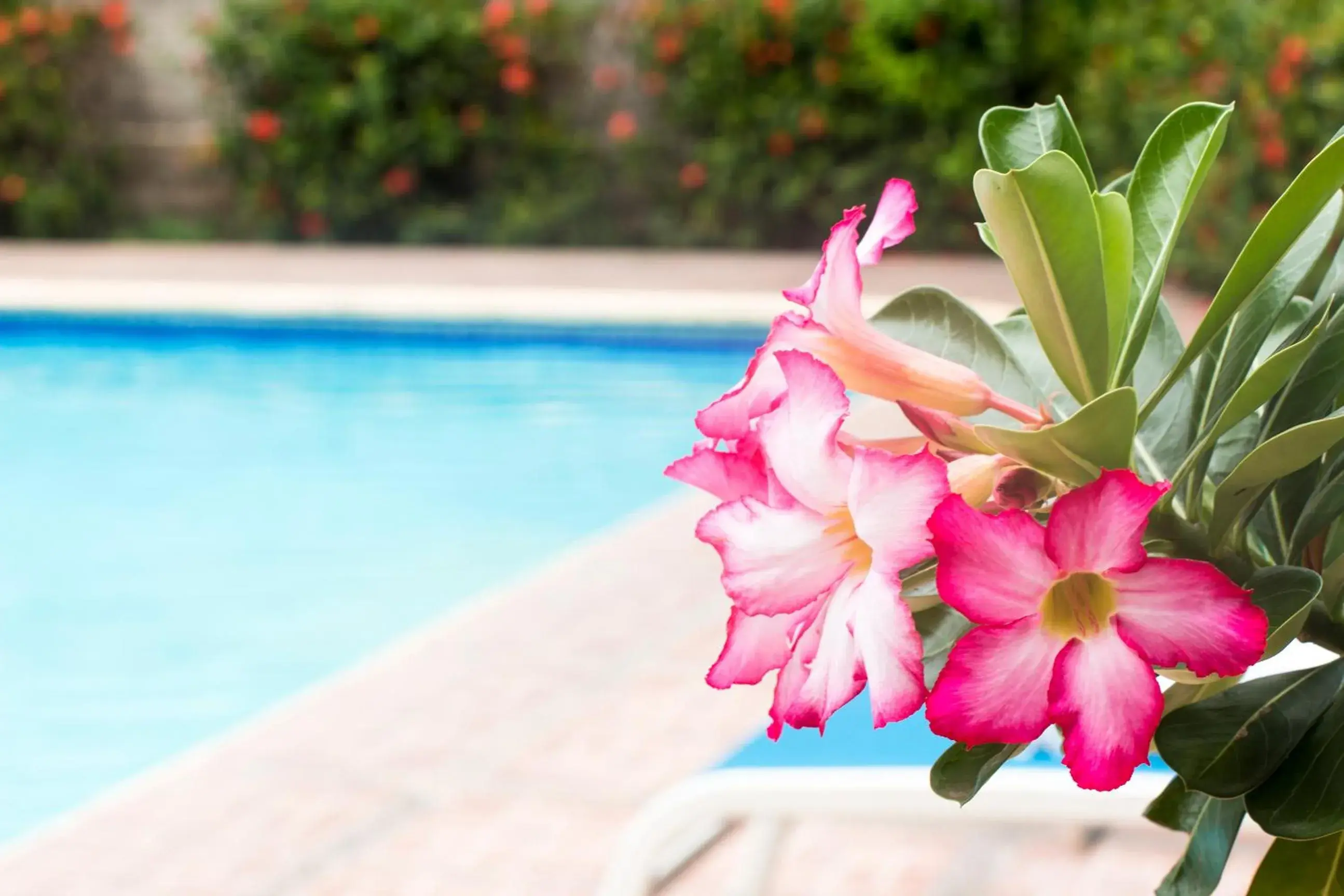 Day, Swimming Pool in Vallartasol Hotel