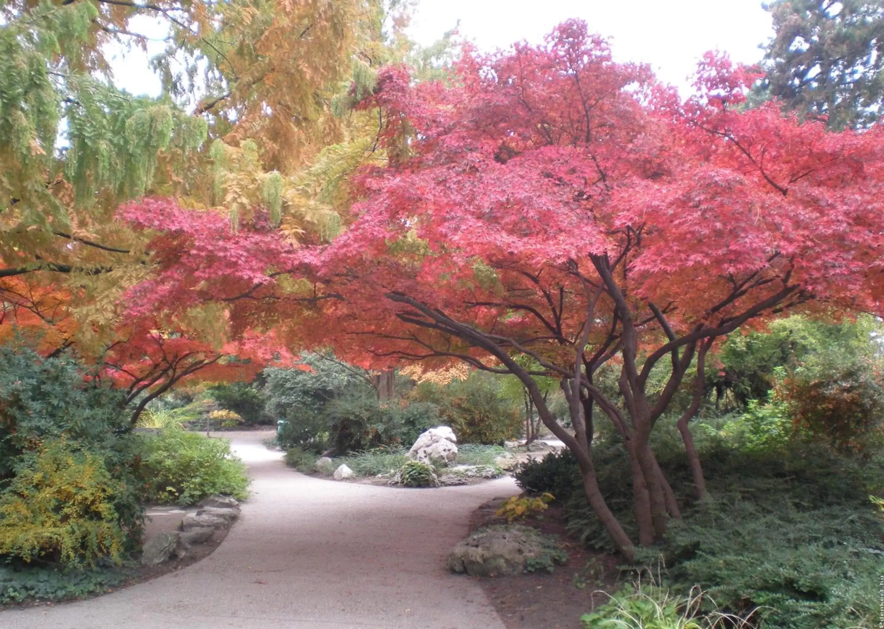 Natural landscape, Garden in Ensana Grand Margaret Island