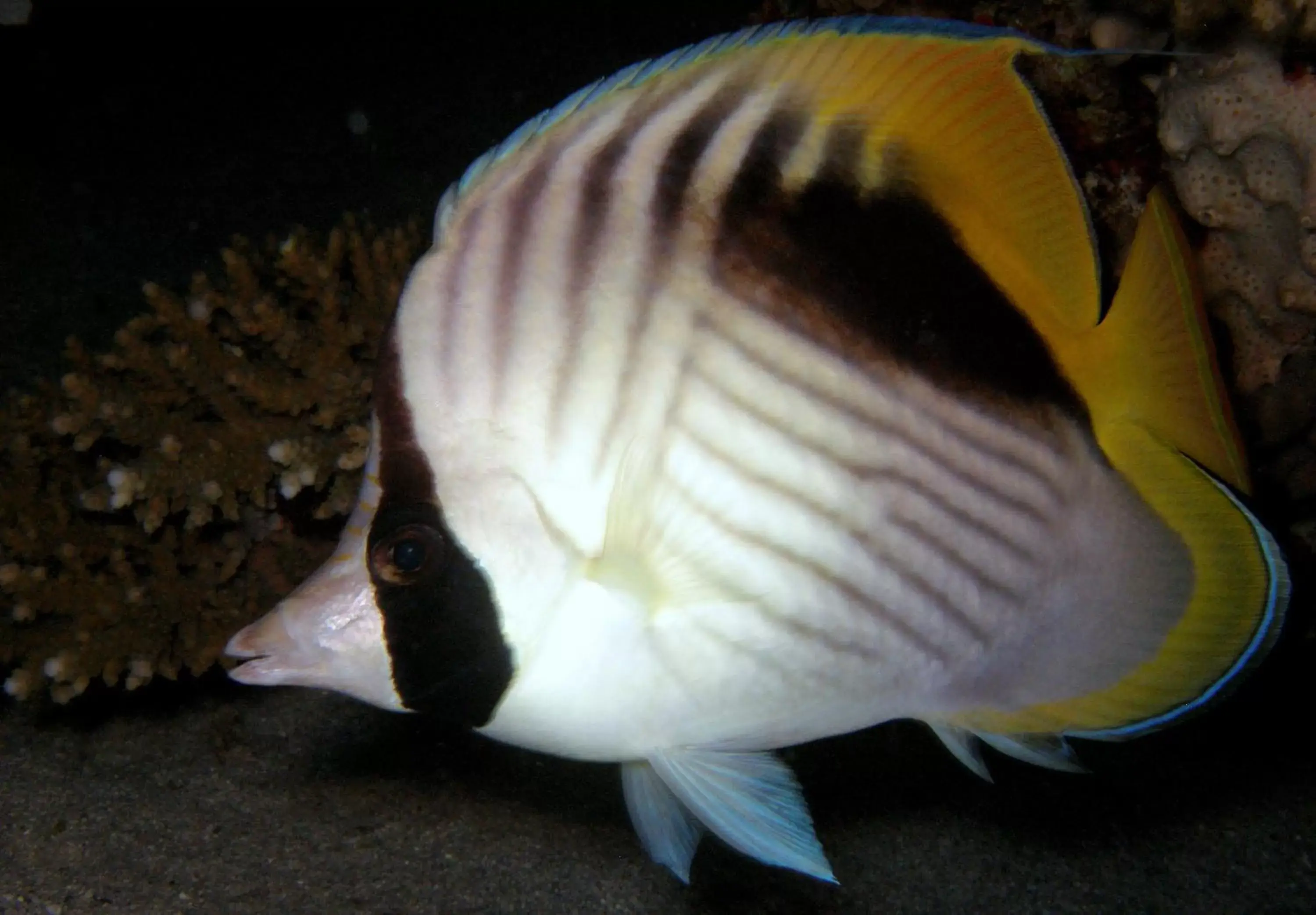 Snorkeling, Pets in Coral Sun Beach