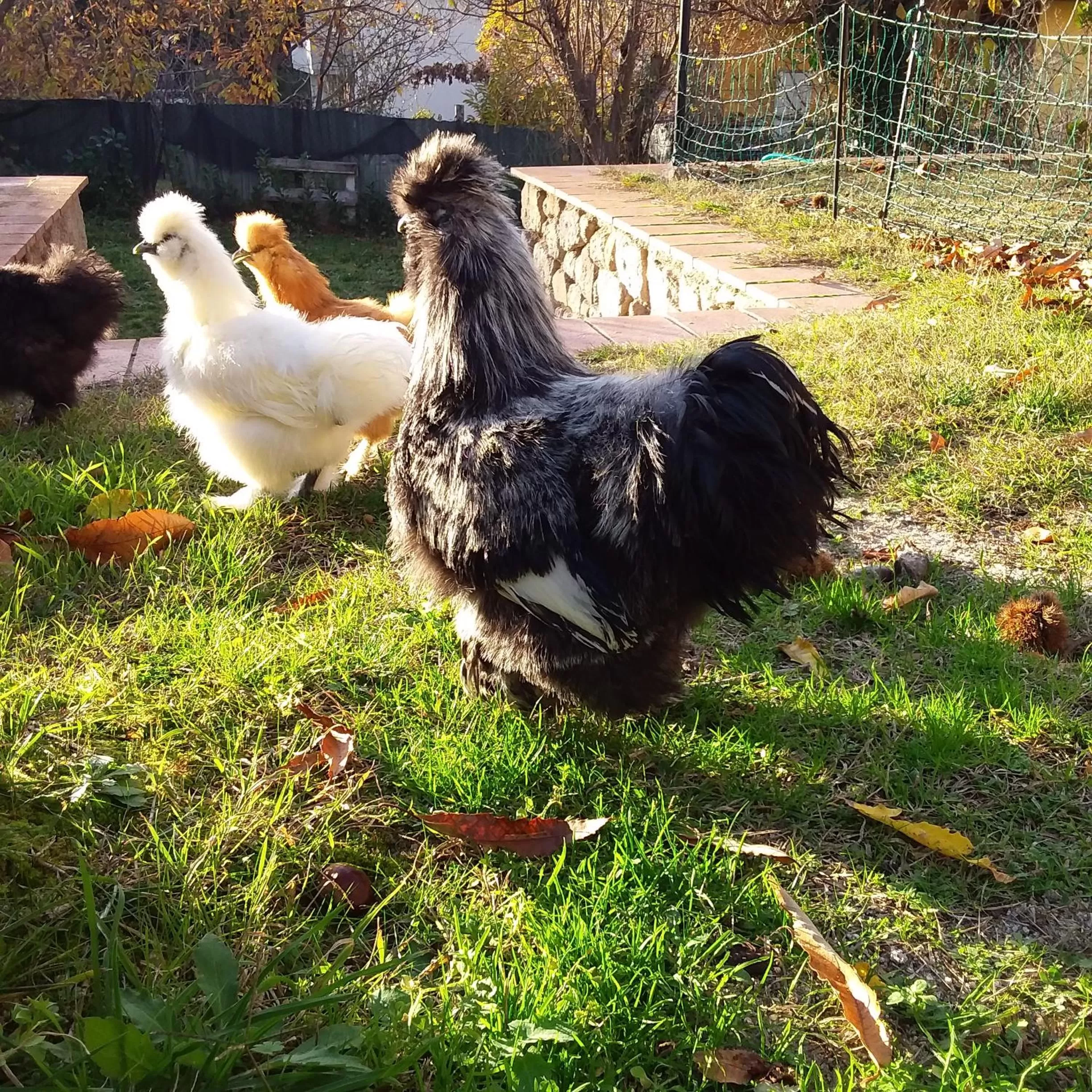 Animals in B&B Podere Legnotorto