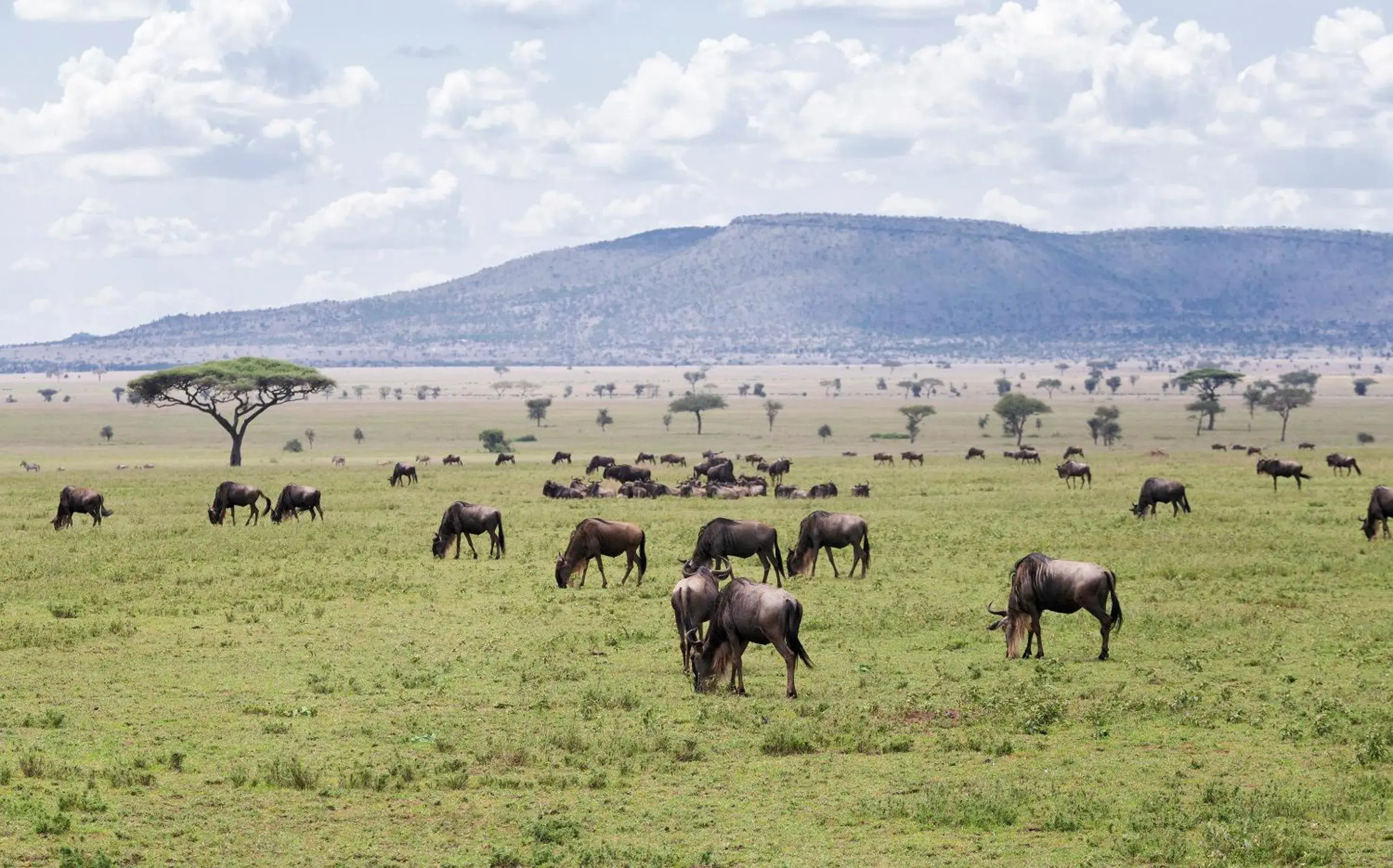 Activities, Other Animals in Ngorongoro Lodge member of Melia Collection