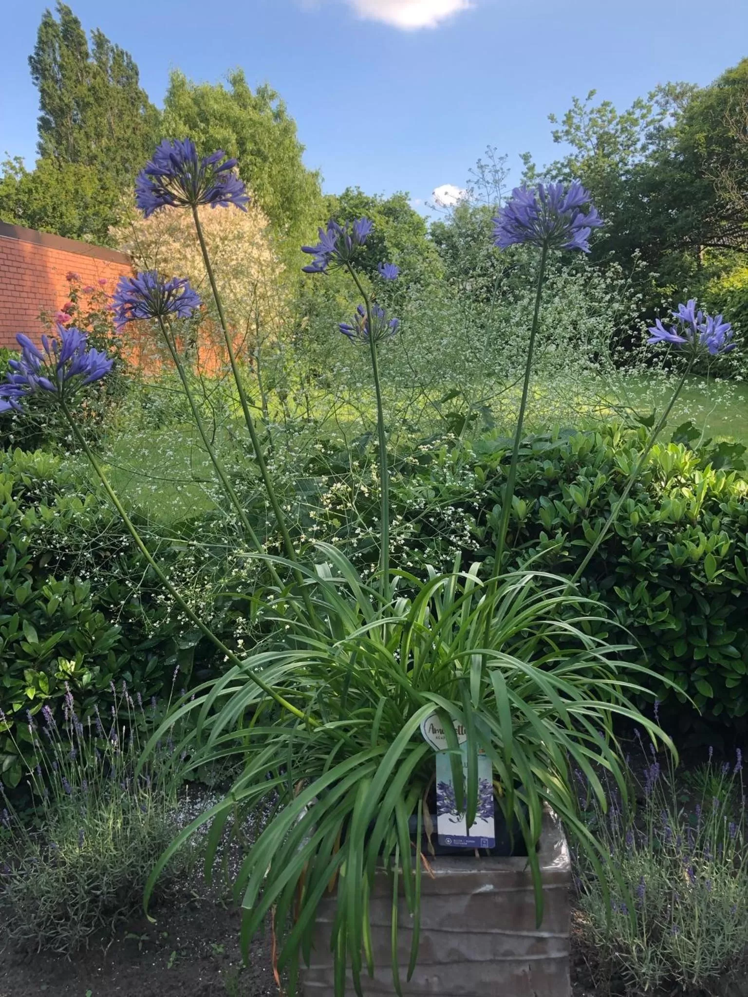 Garden in Beaux Temps b&b
