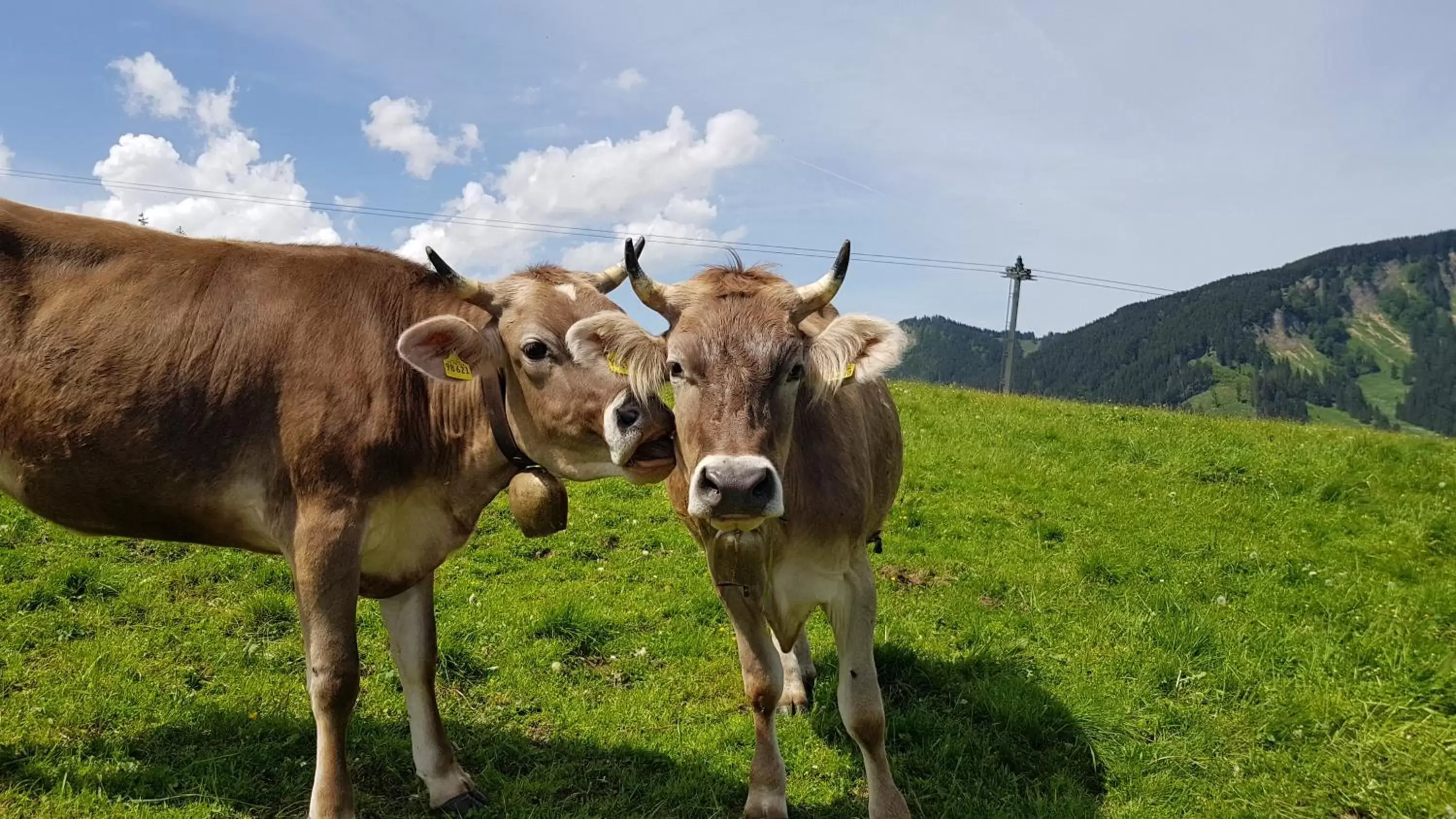 Summer, Other Animals in MONDI Resort und Chalet Oberstaufen