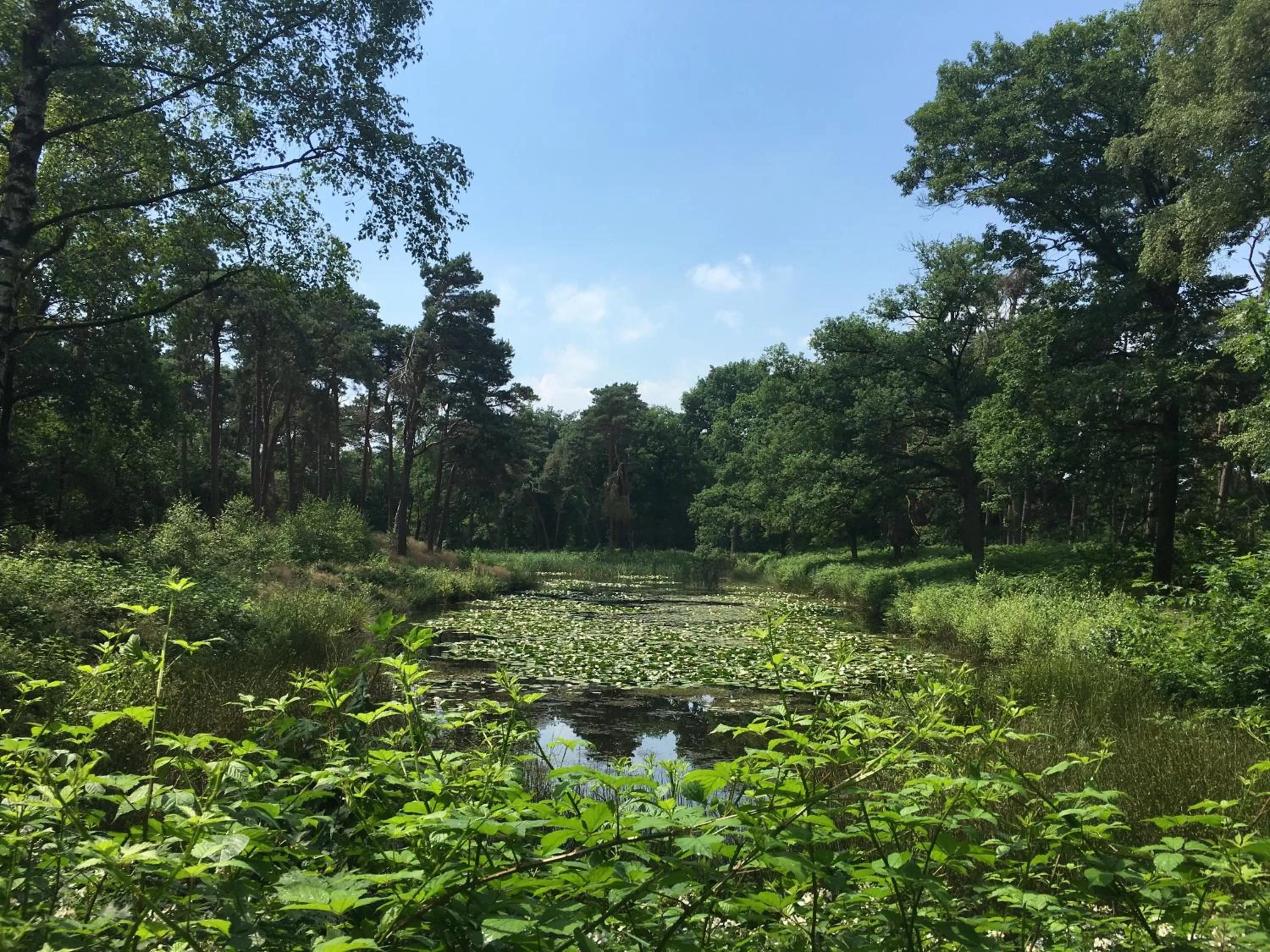 Natural landscape in Hotel Kapellerput Heeze-Eindhoven
