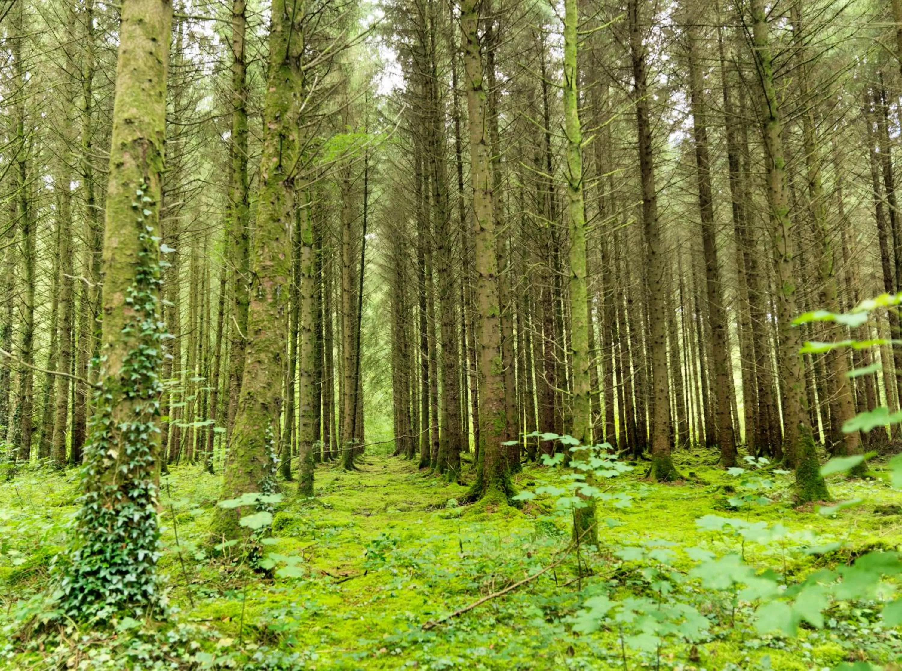 Natural landscape in Farnham Estate Spa and Golf Resort