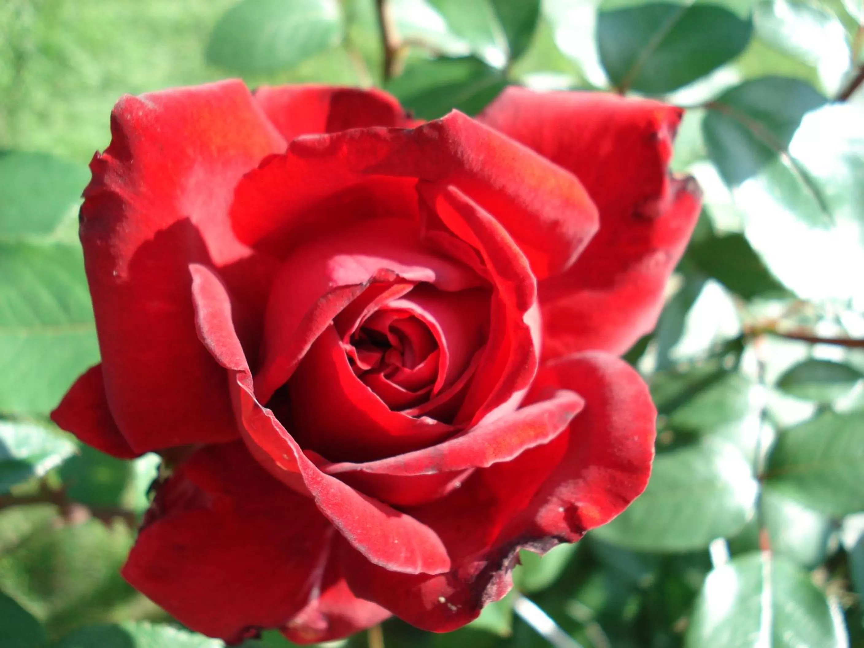 Property building, Food in Guest House Linas